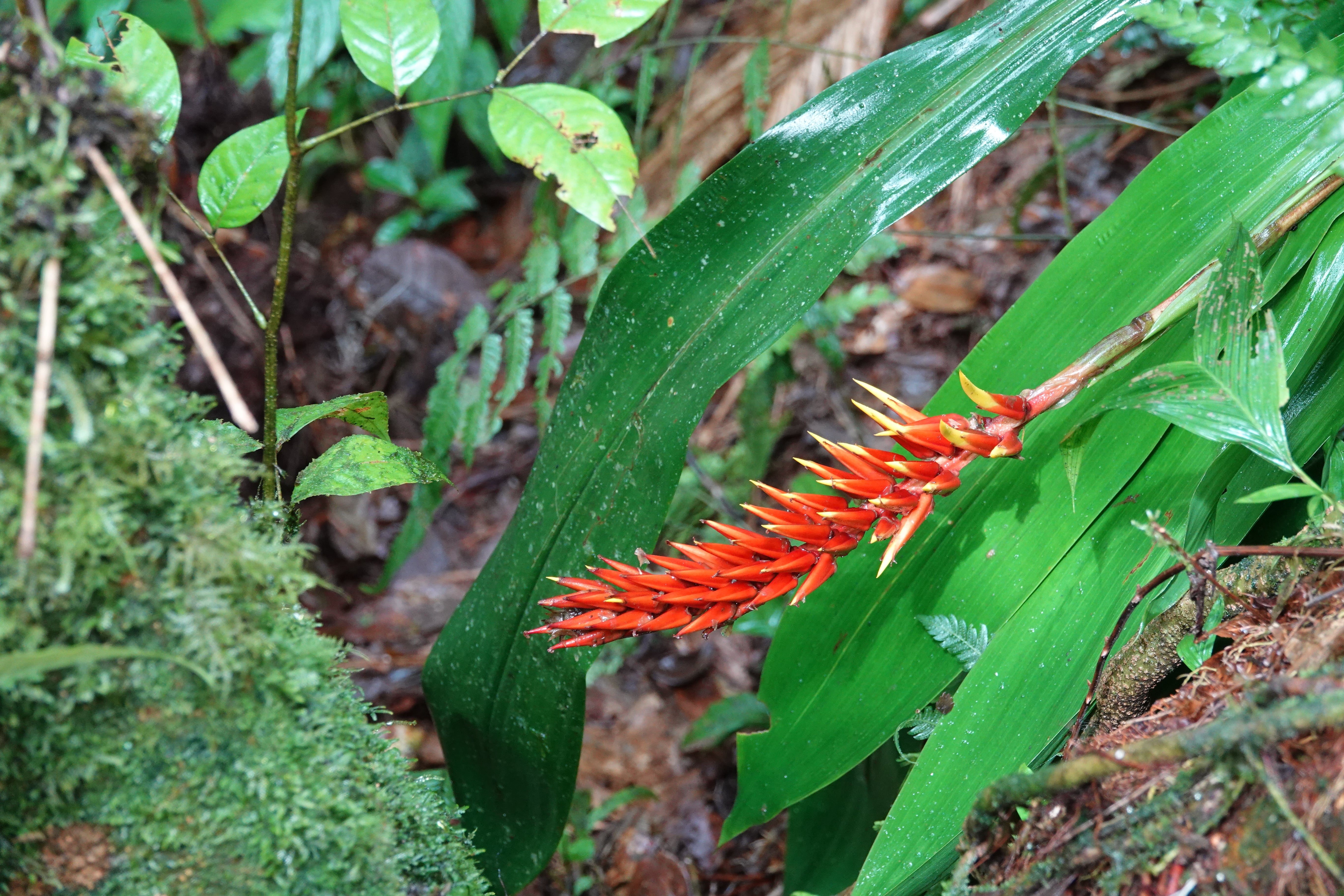 Bromeliaceae sp 11