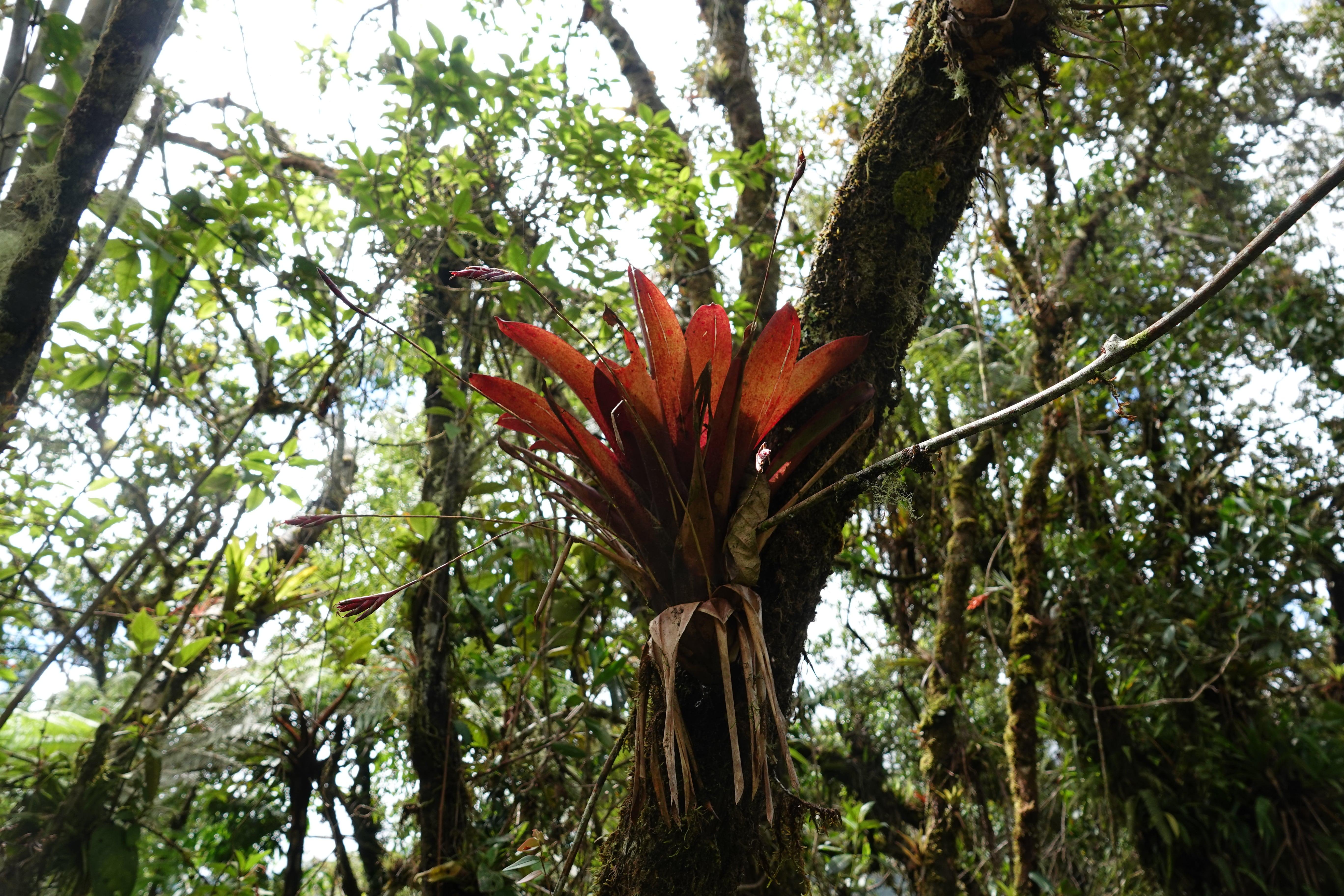 Bromeliaceae sp 2