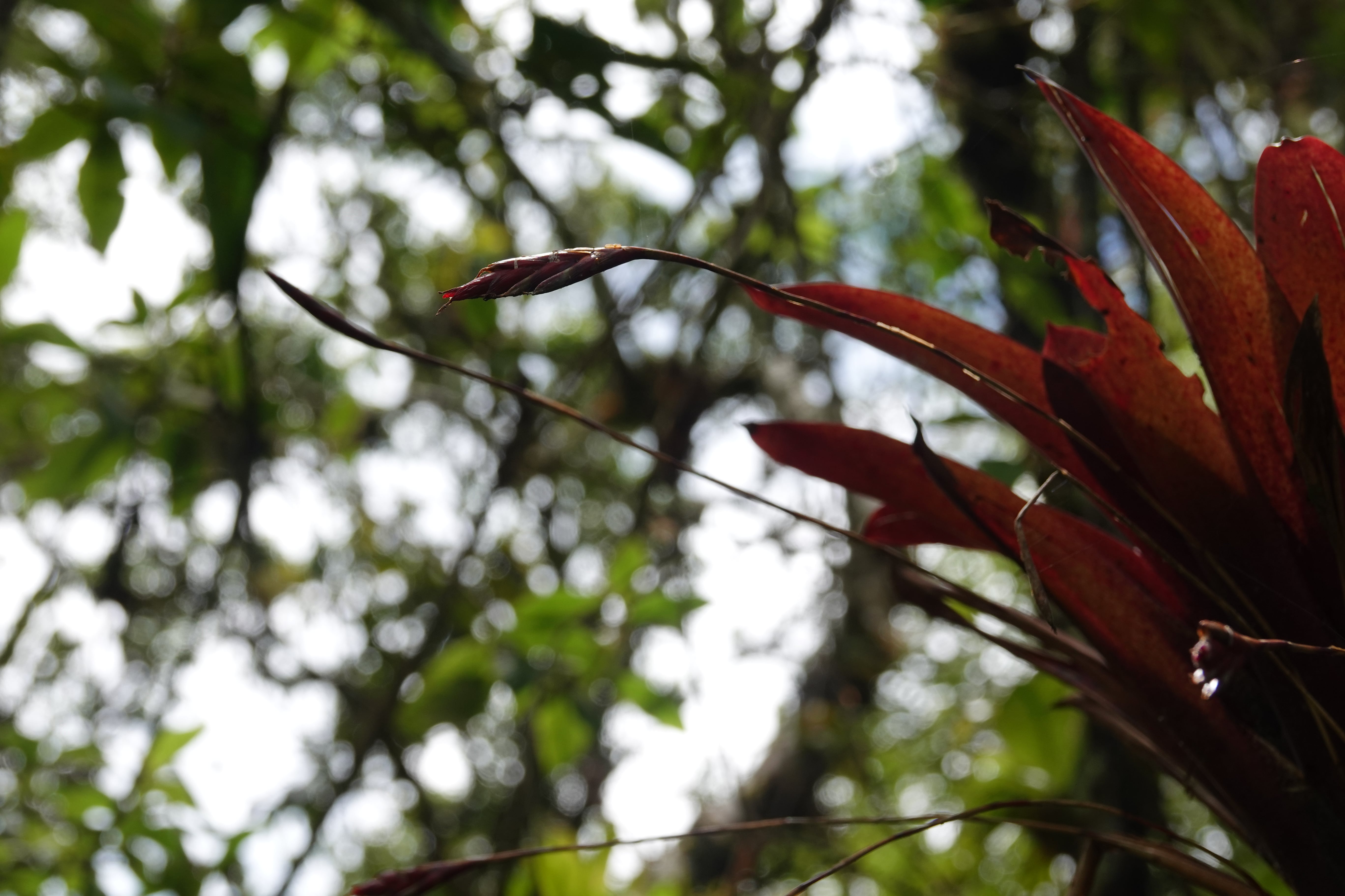 Bromeliaceae sp 2. La Honda.
