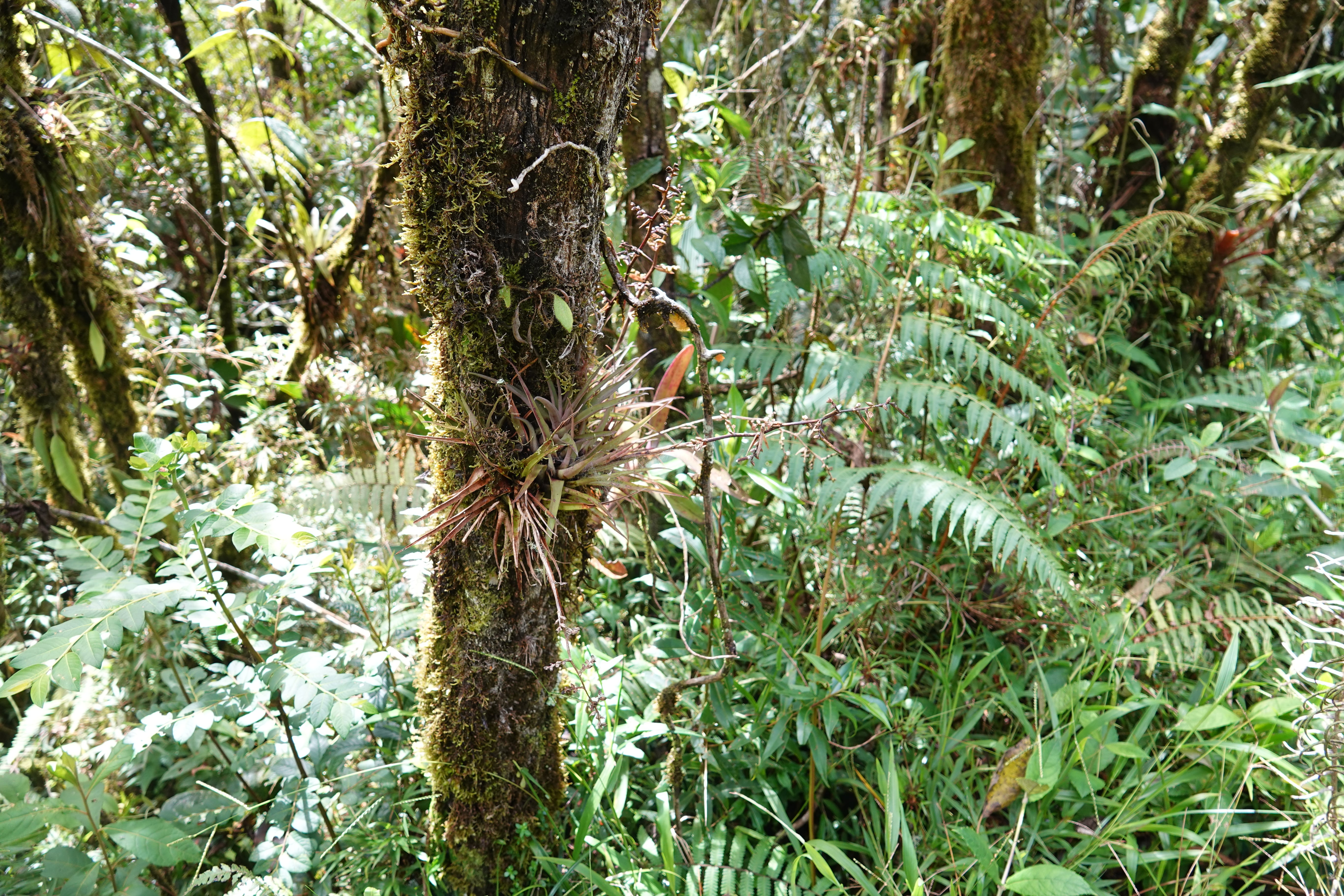 Bromeliaceae sp 3