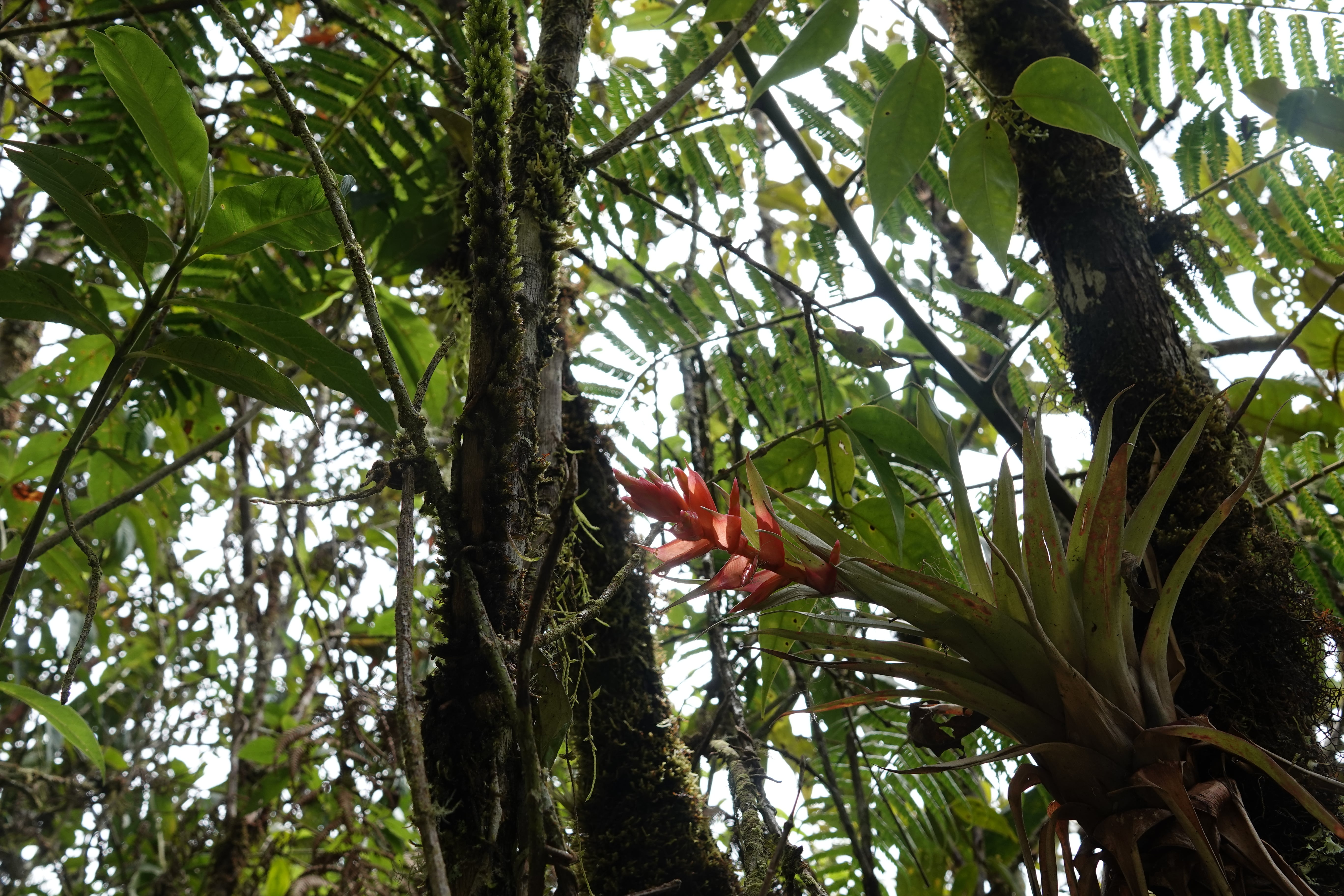 Bromeliaceae sp 4