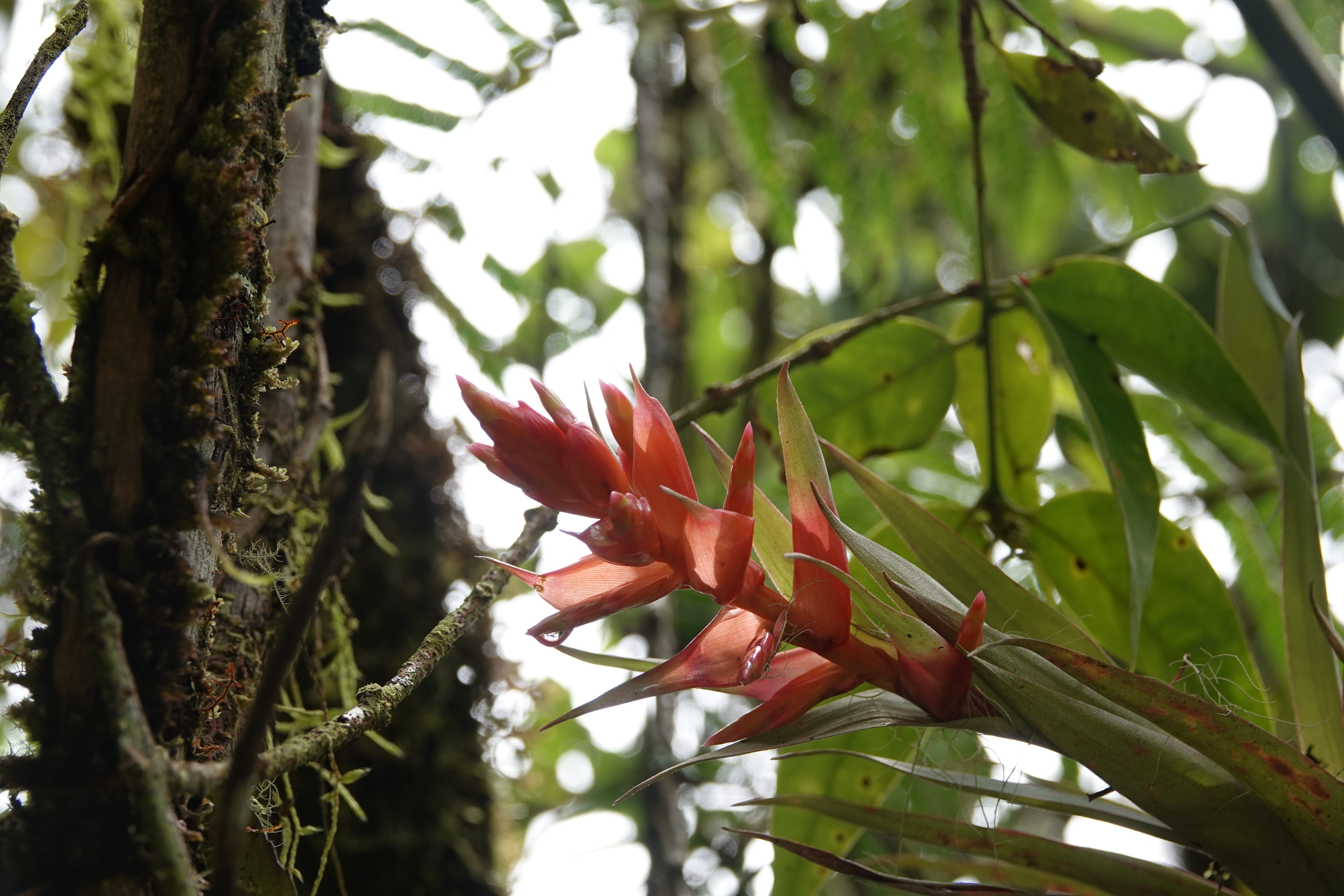 Bromeliaceae sp 4. La Honda.
