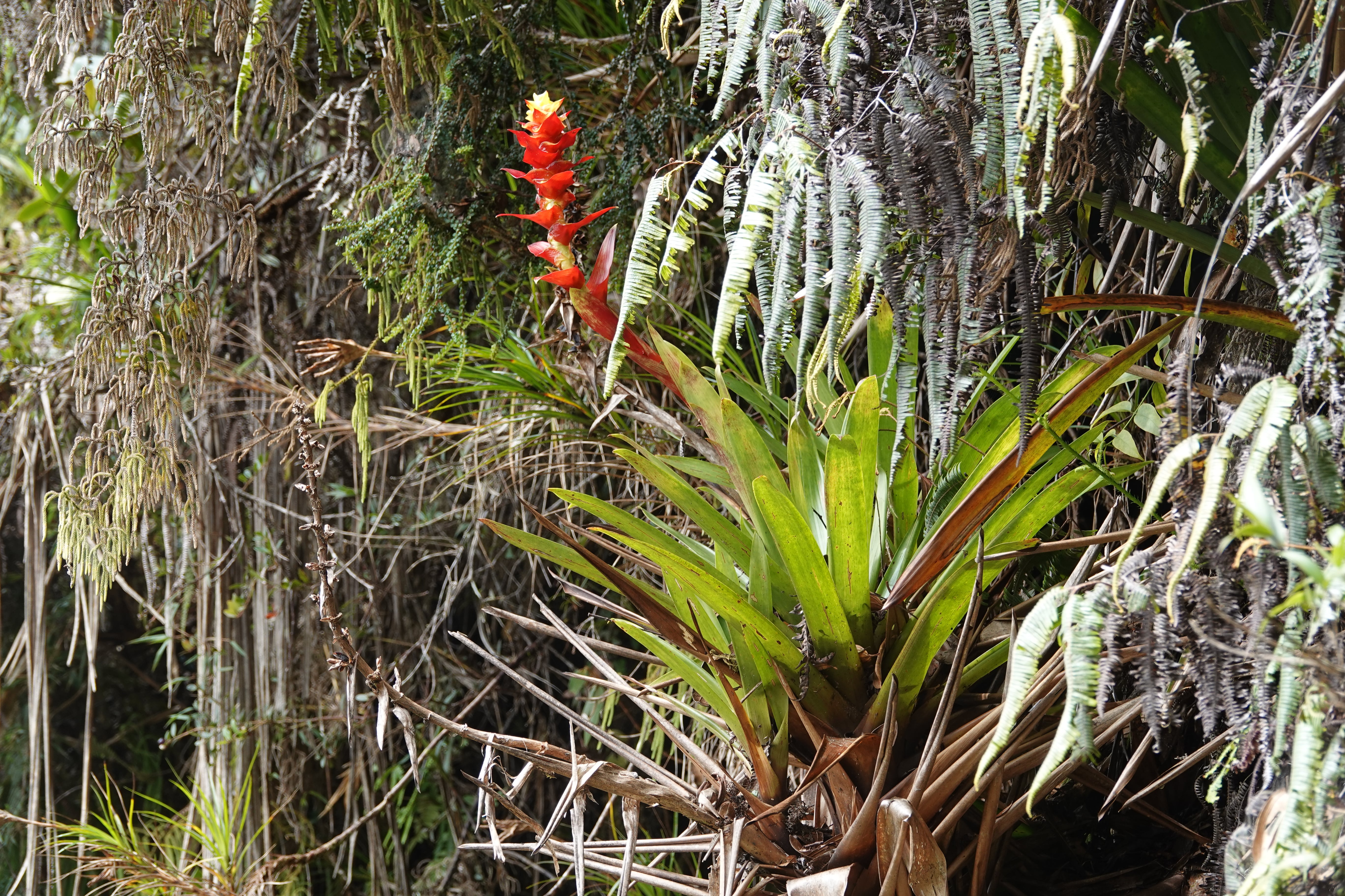Bromeliaceae sp 5