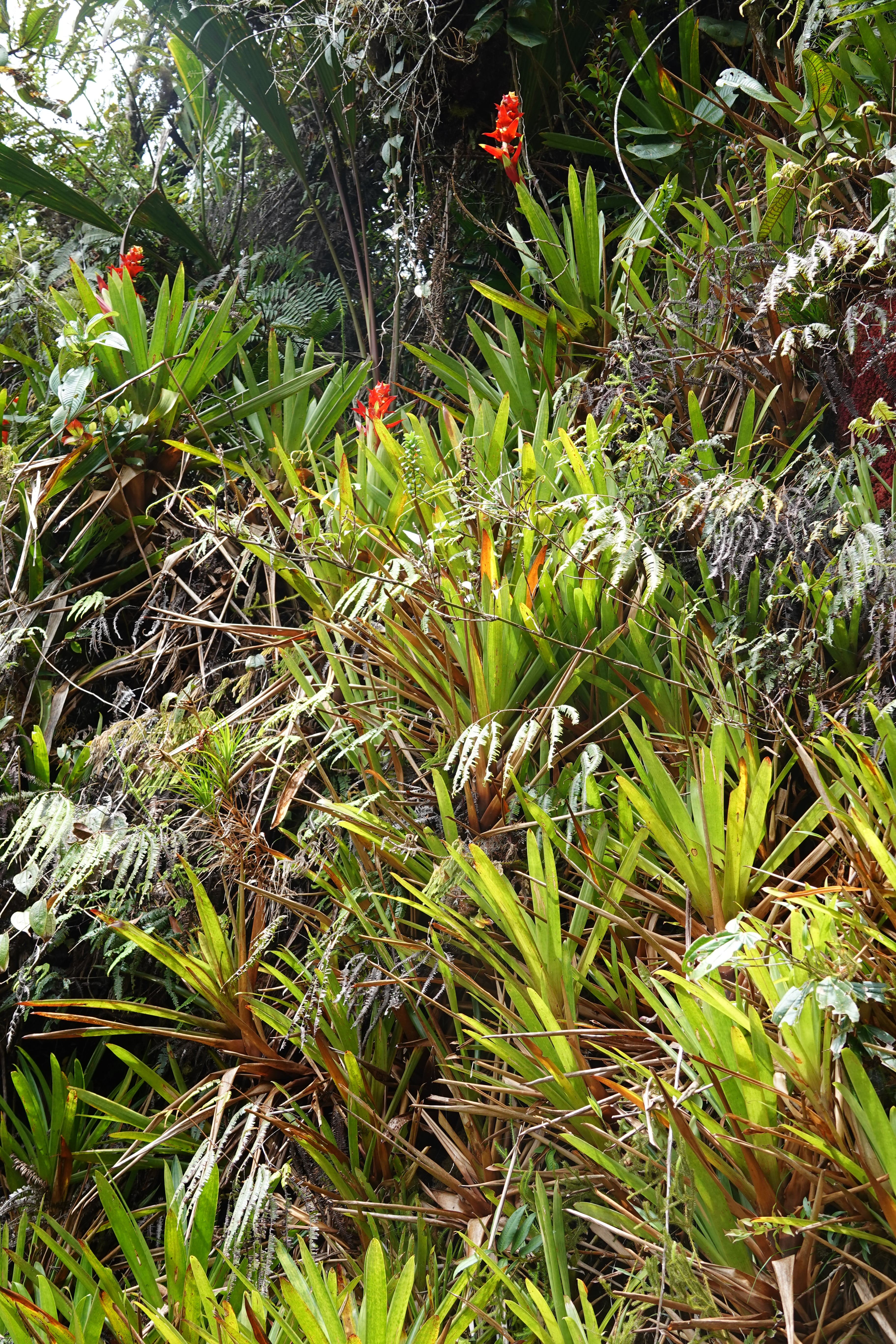 Bromeliaceae sp 5. La Honda.