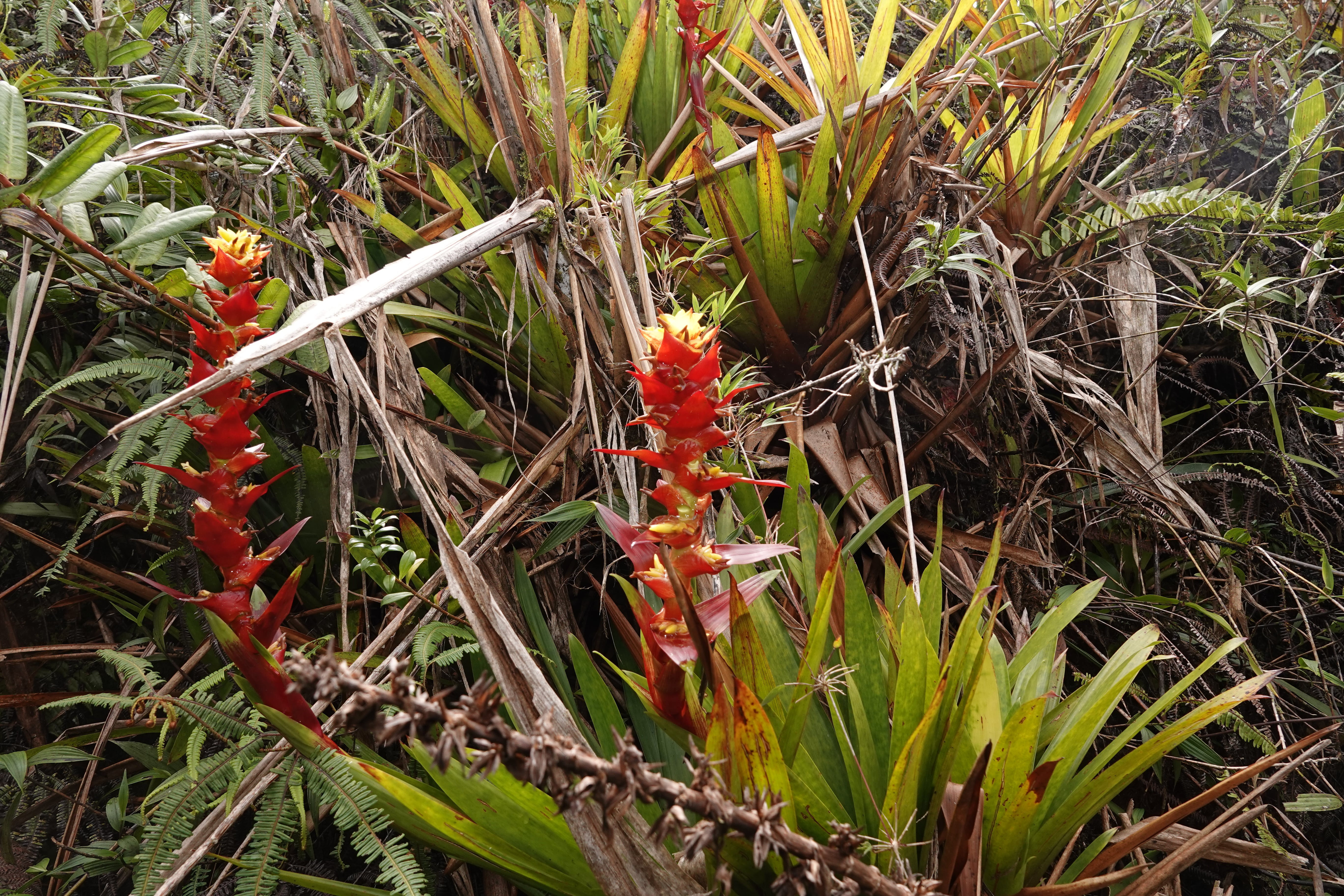 Bromeliaceae sp 5. La Honda.