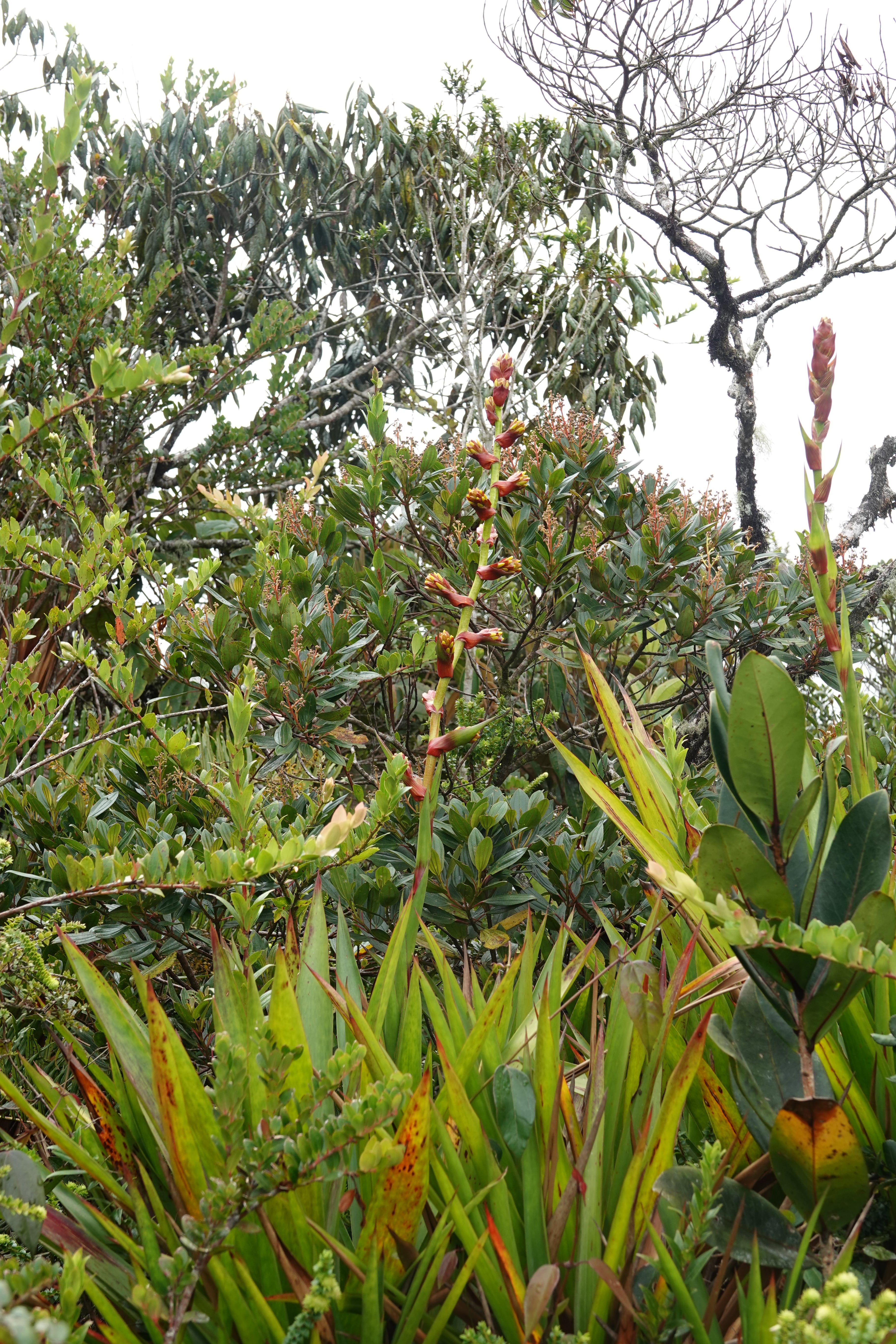 Bromeliaceae sp 6