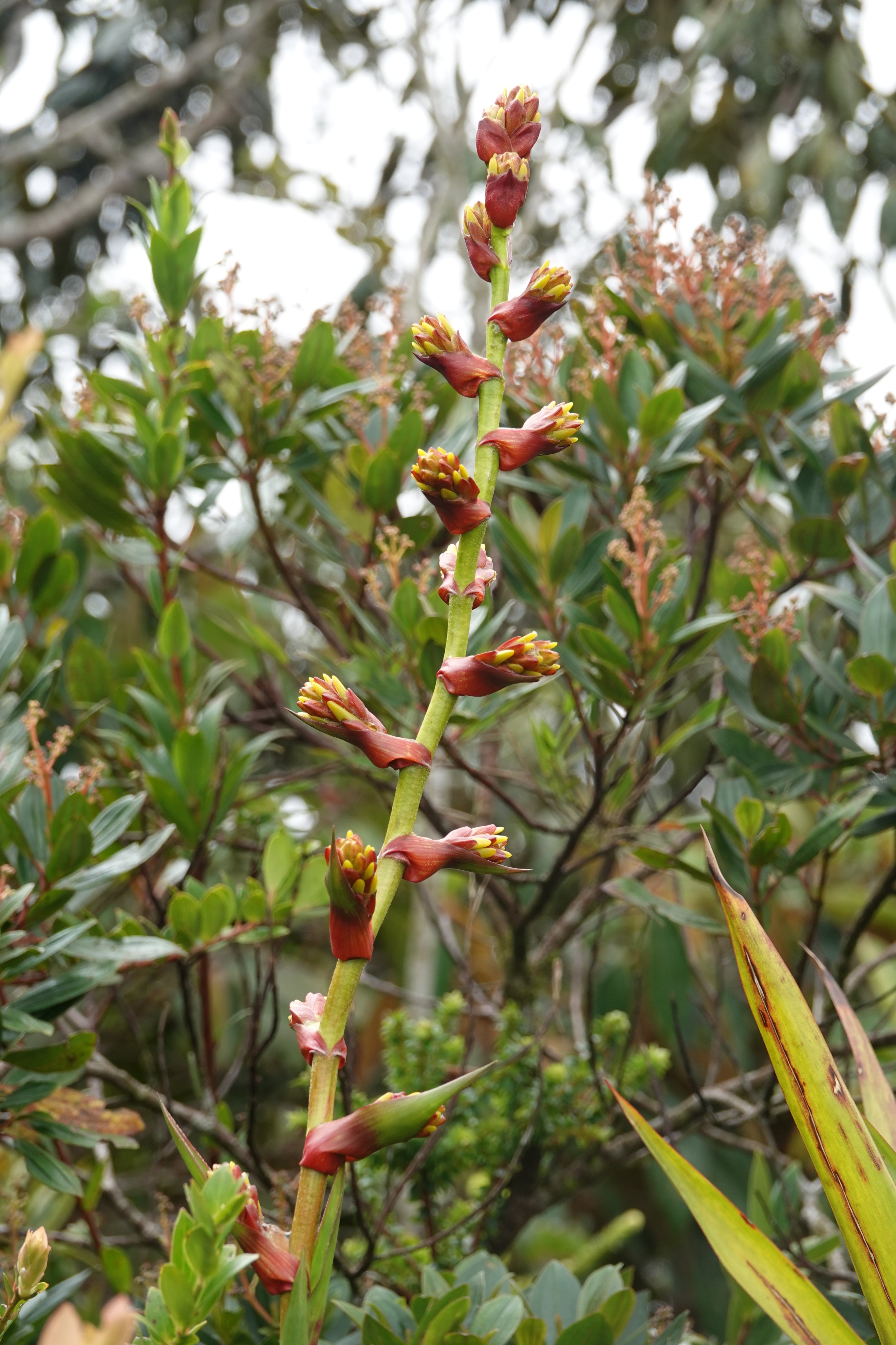 Bromeliaceae sp 6. La Honda.