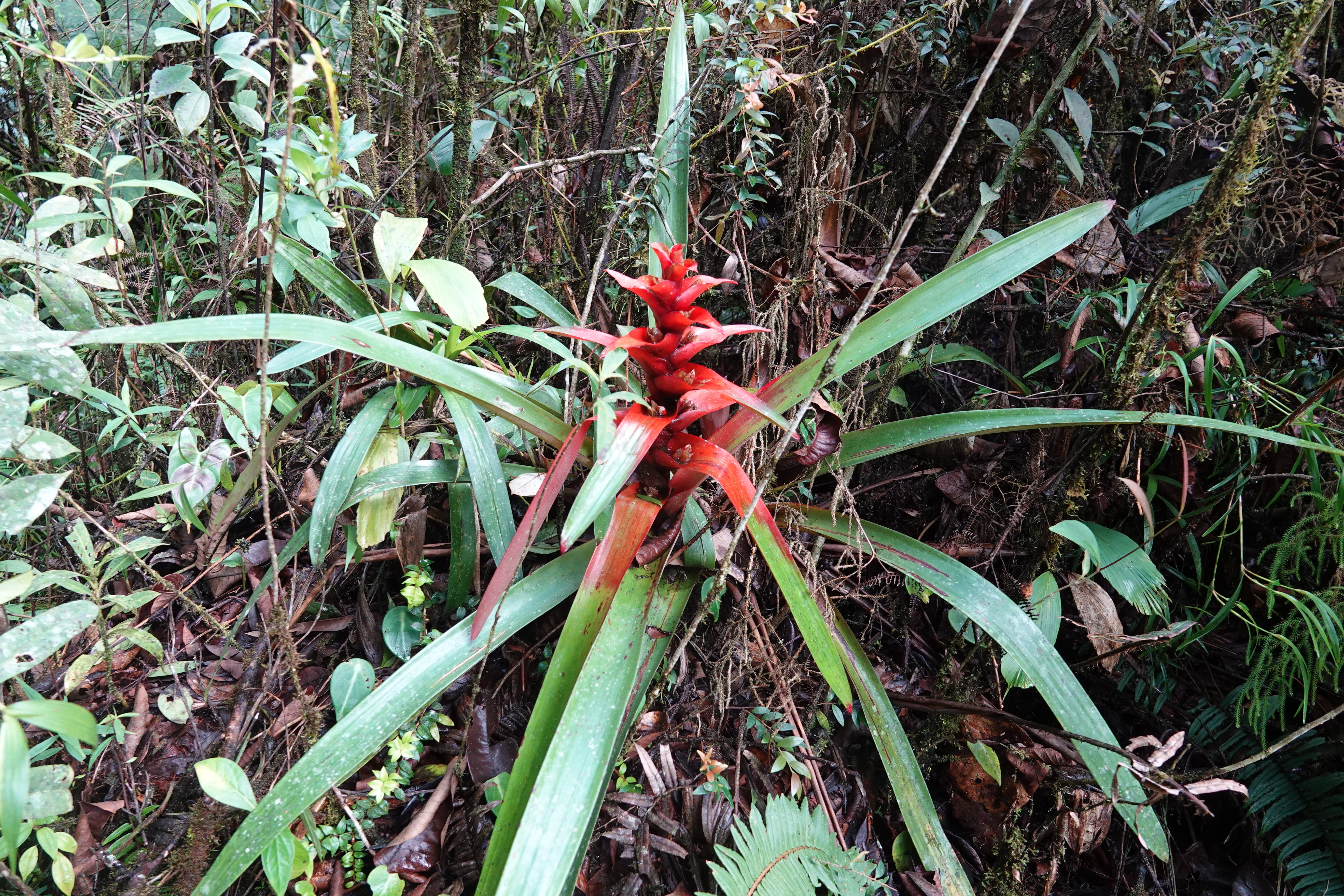 Bromeliaceae sp 7
