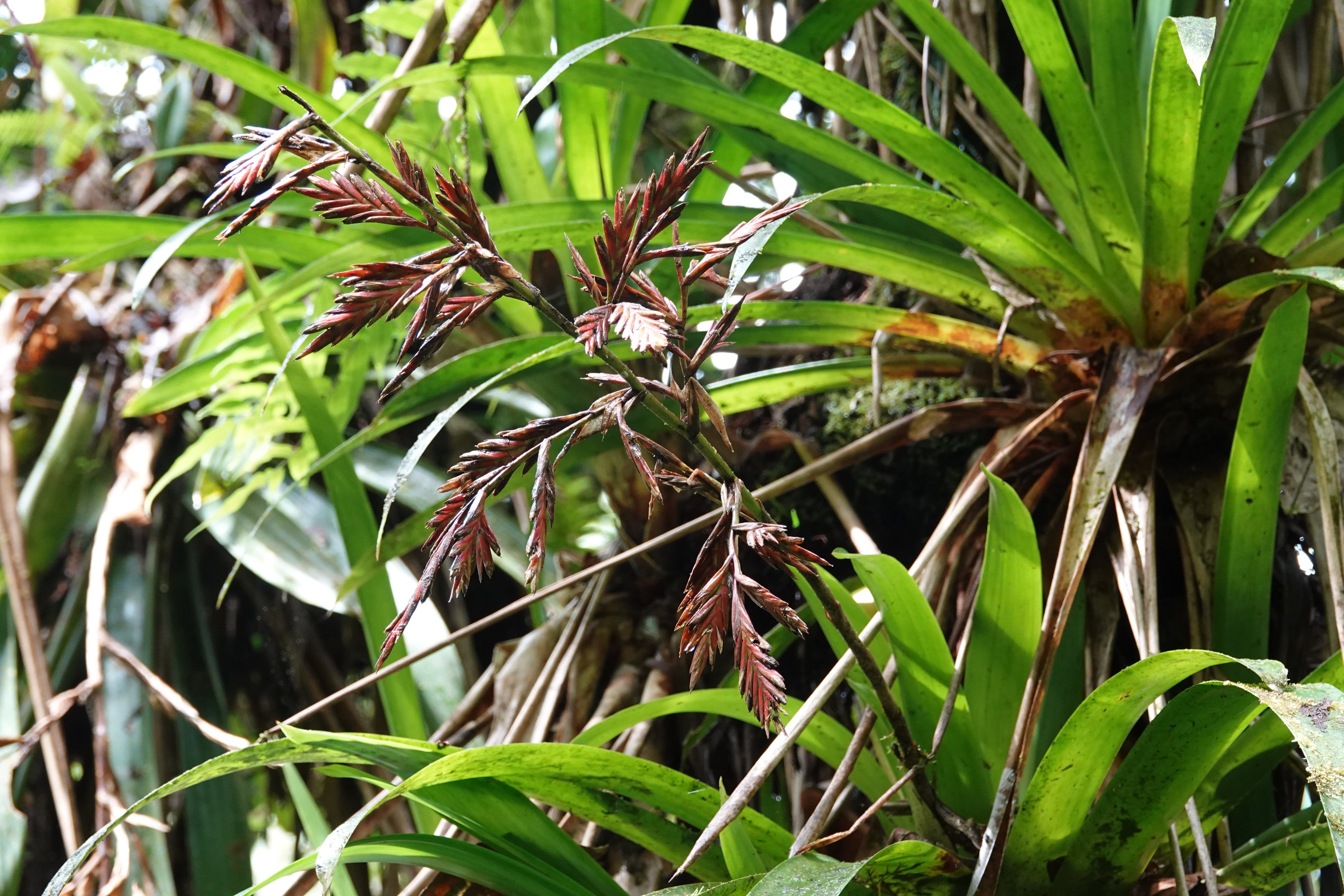 Bromeliaceae sp 8