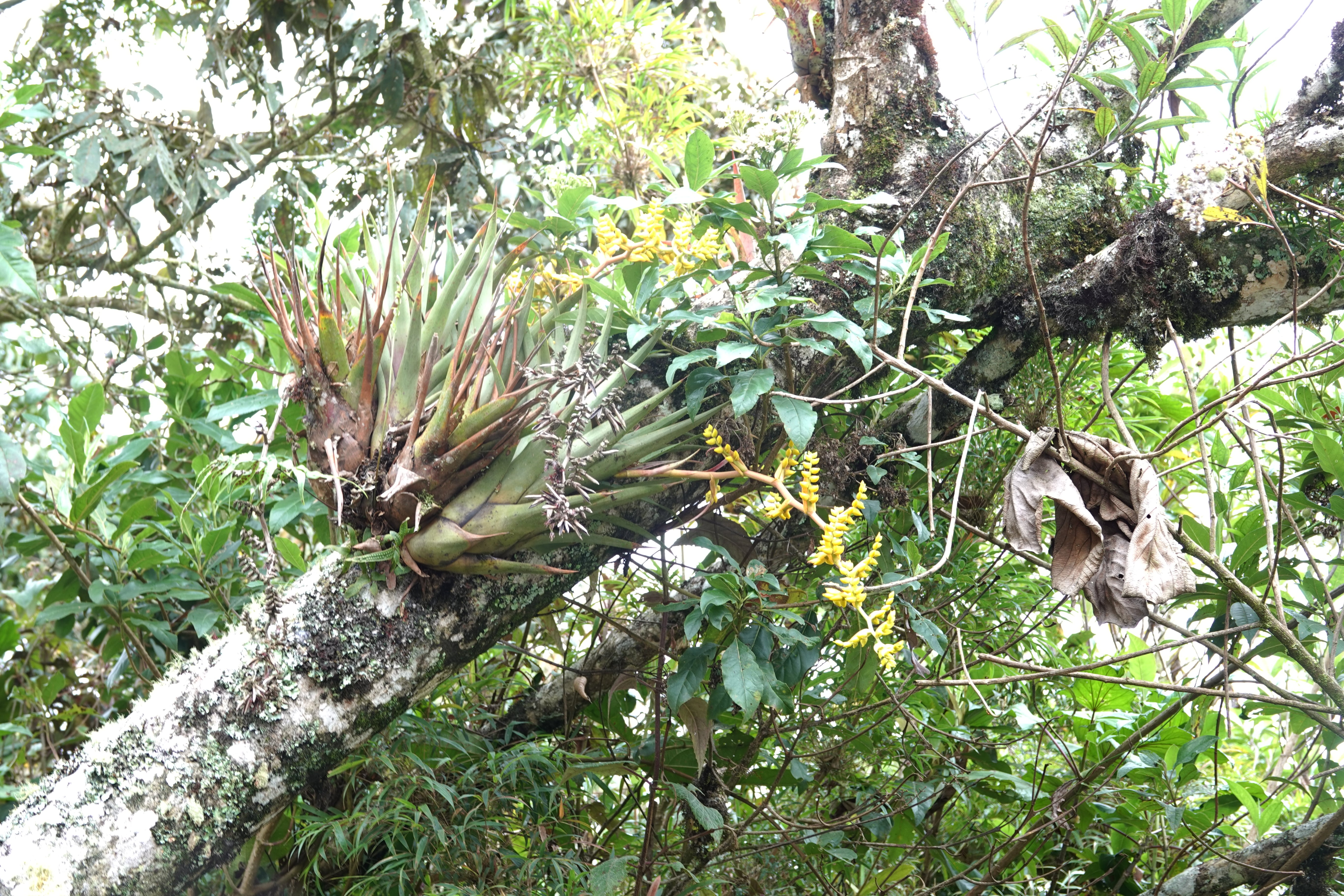 Bromeliaceae sp 9. La Honda.