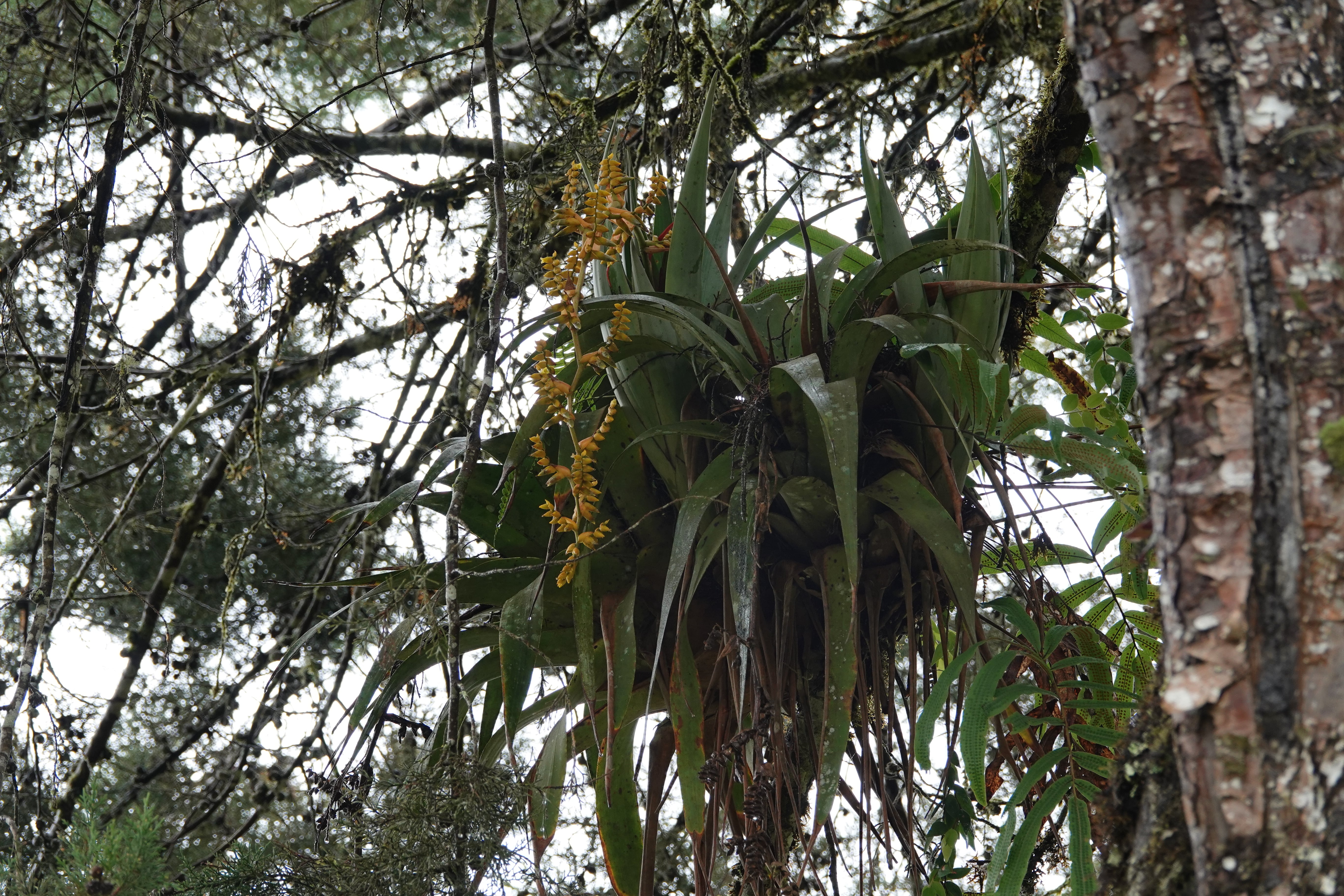 Bromeliaceae sp 9