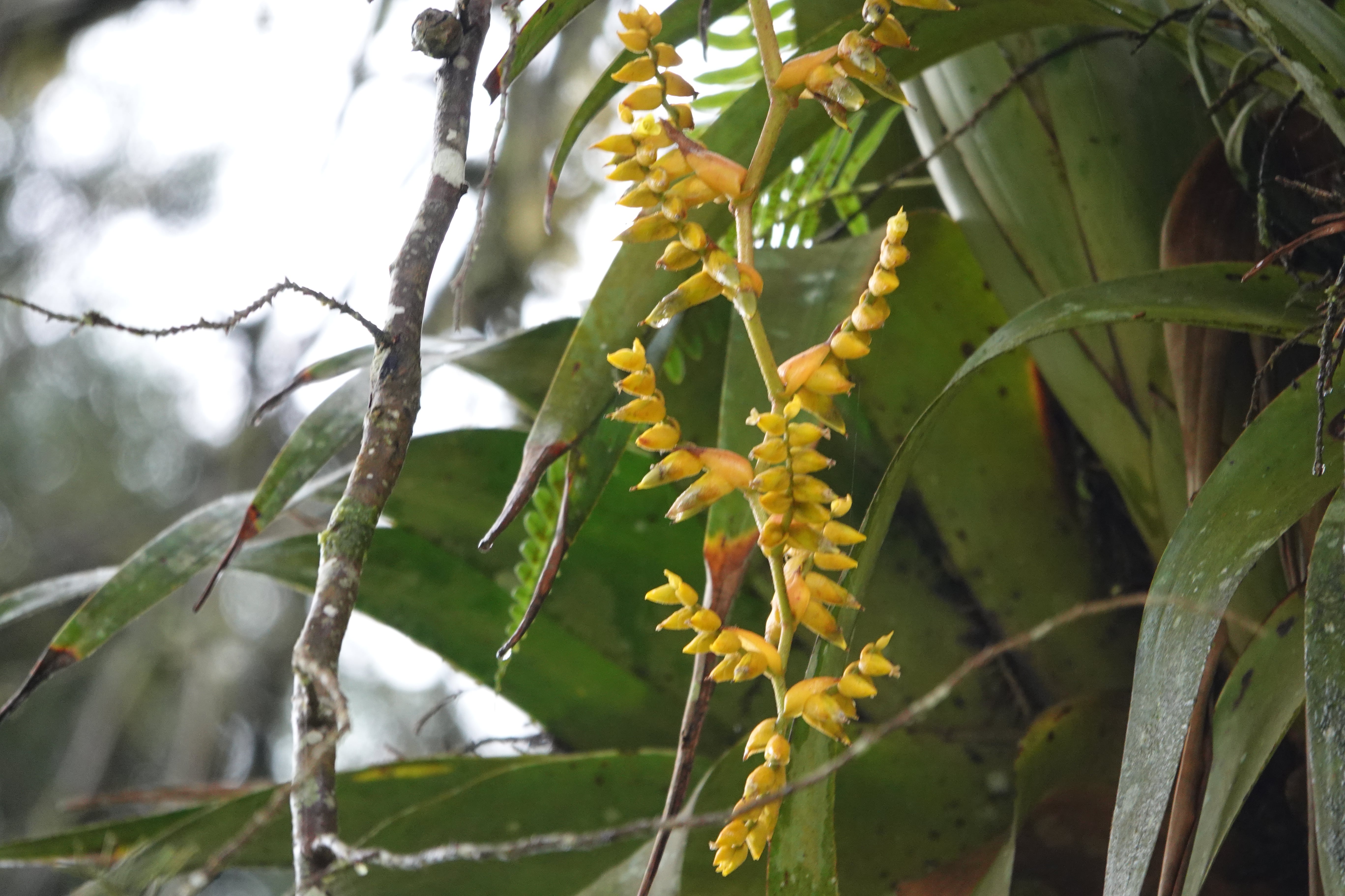 Bromeliaceae sp 9. La Honda.
