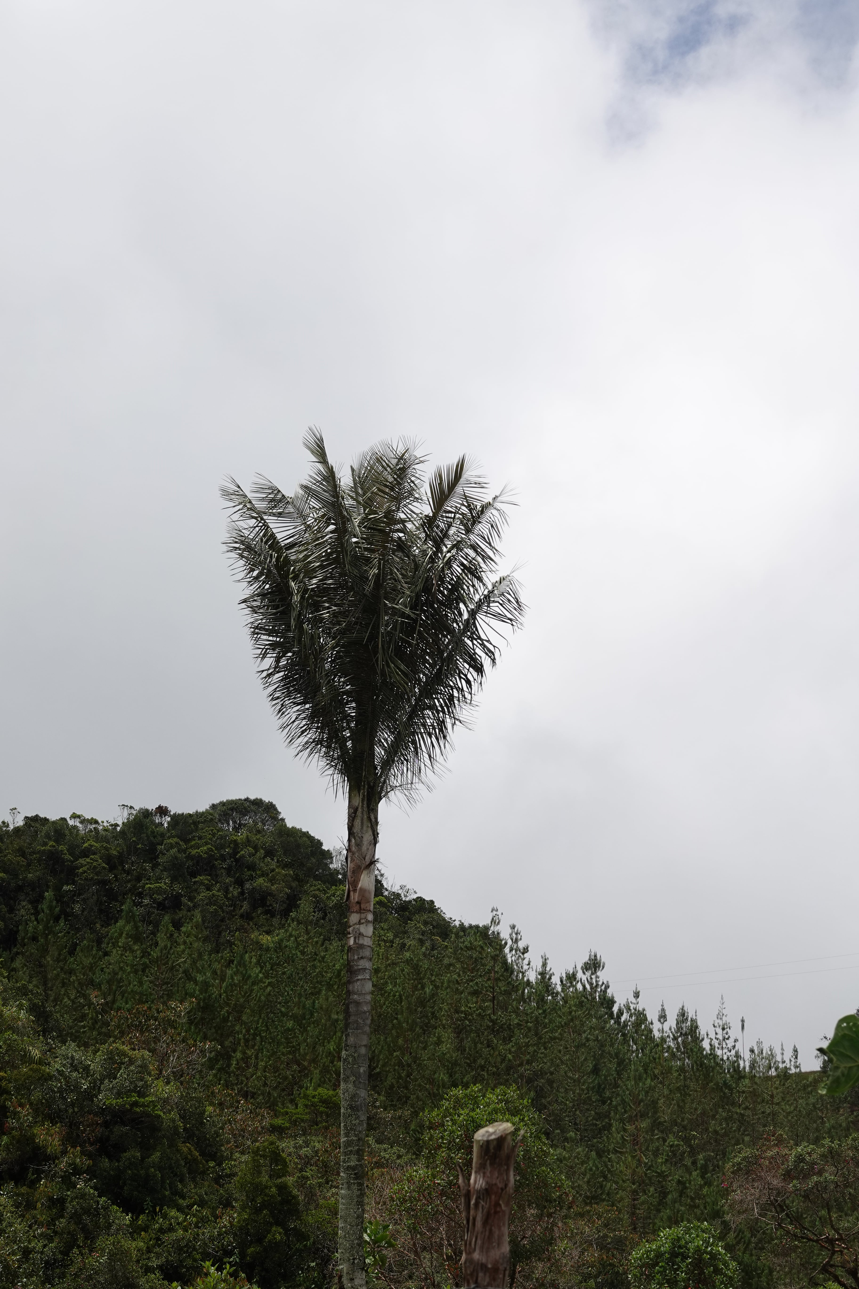 Arecaceae — Palms