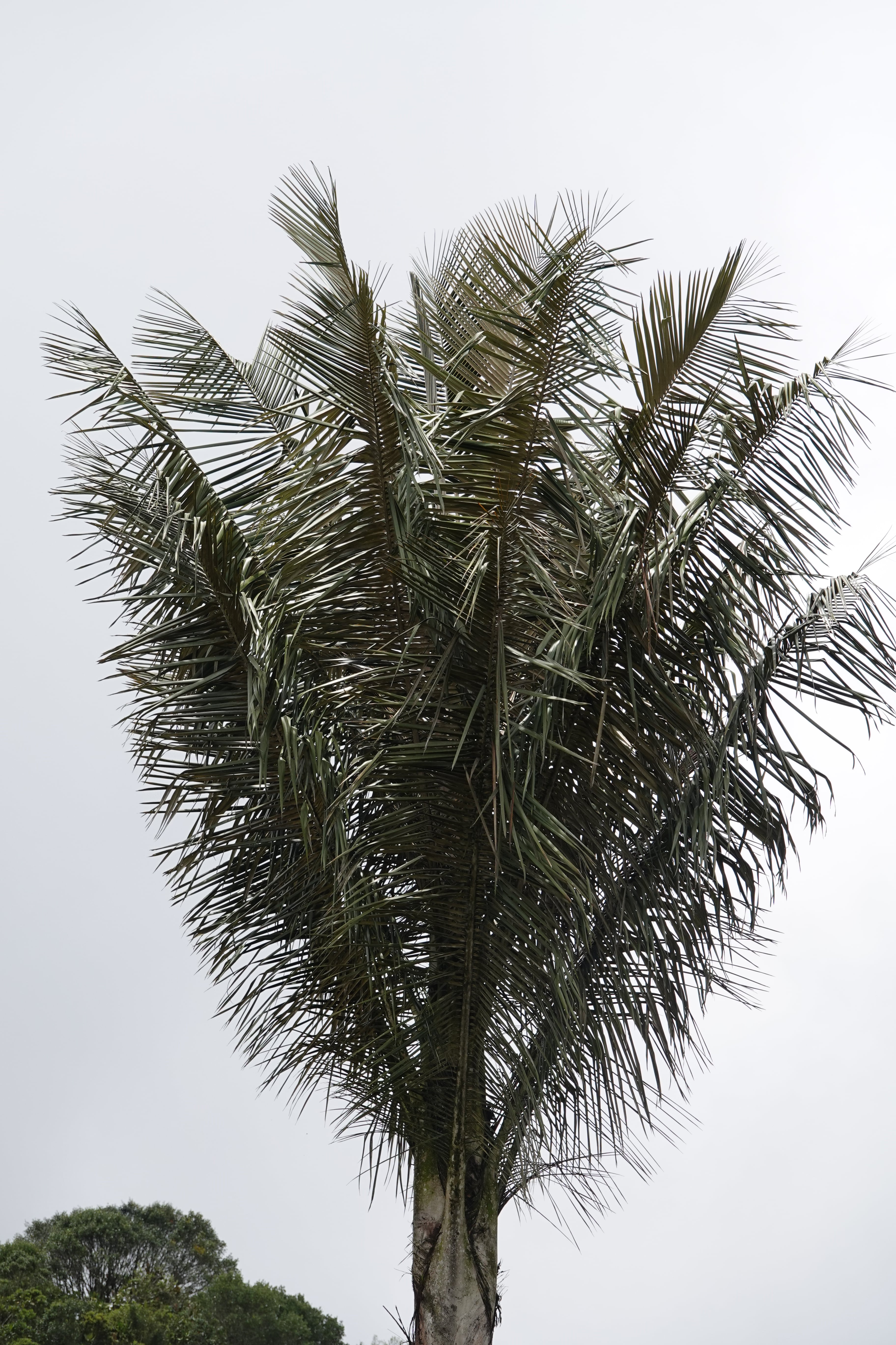 Ceroxylon quindiuense. La Honda.