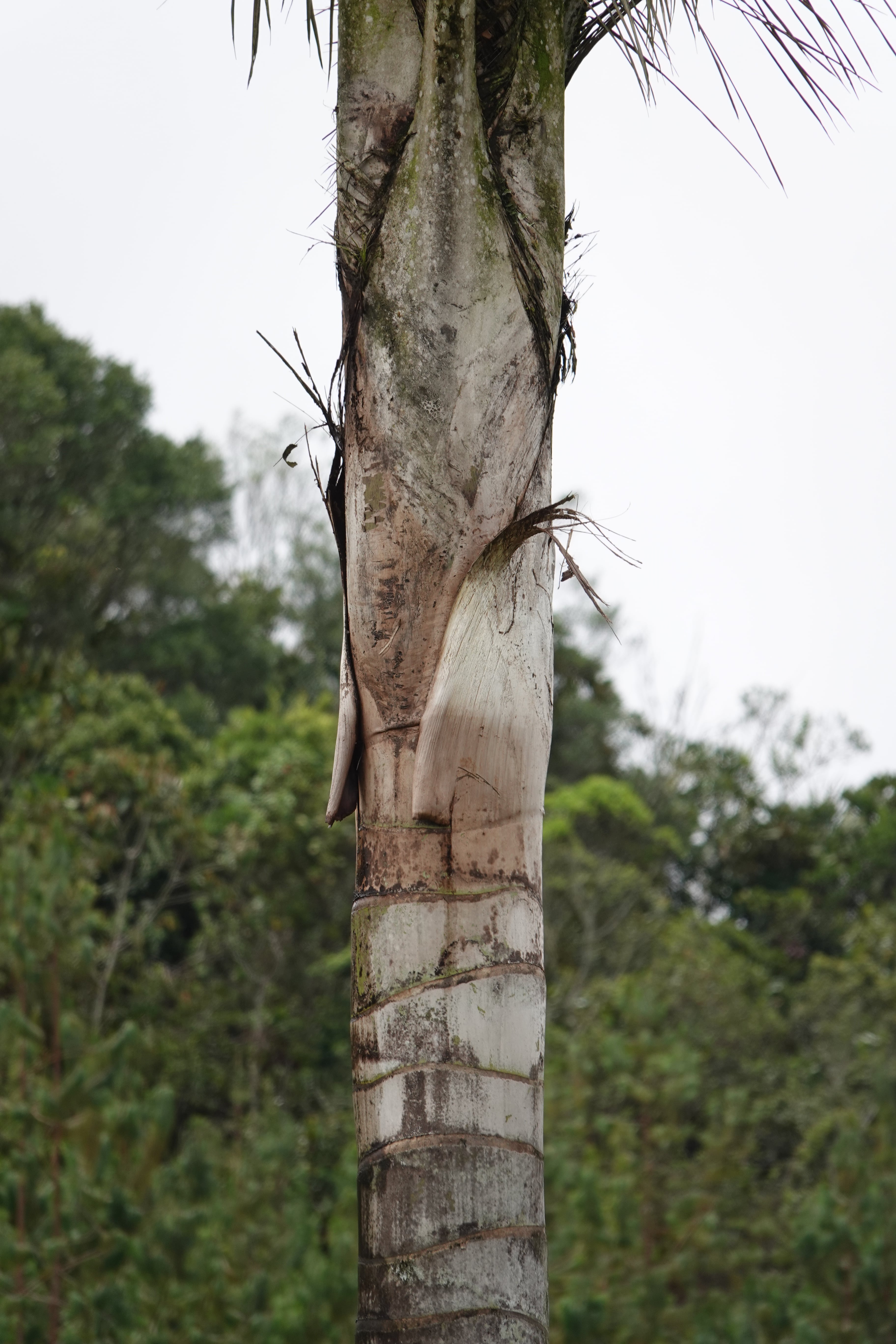 Ceroxylon quindiuense. La Honda.