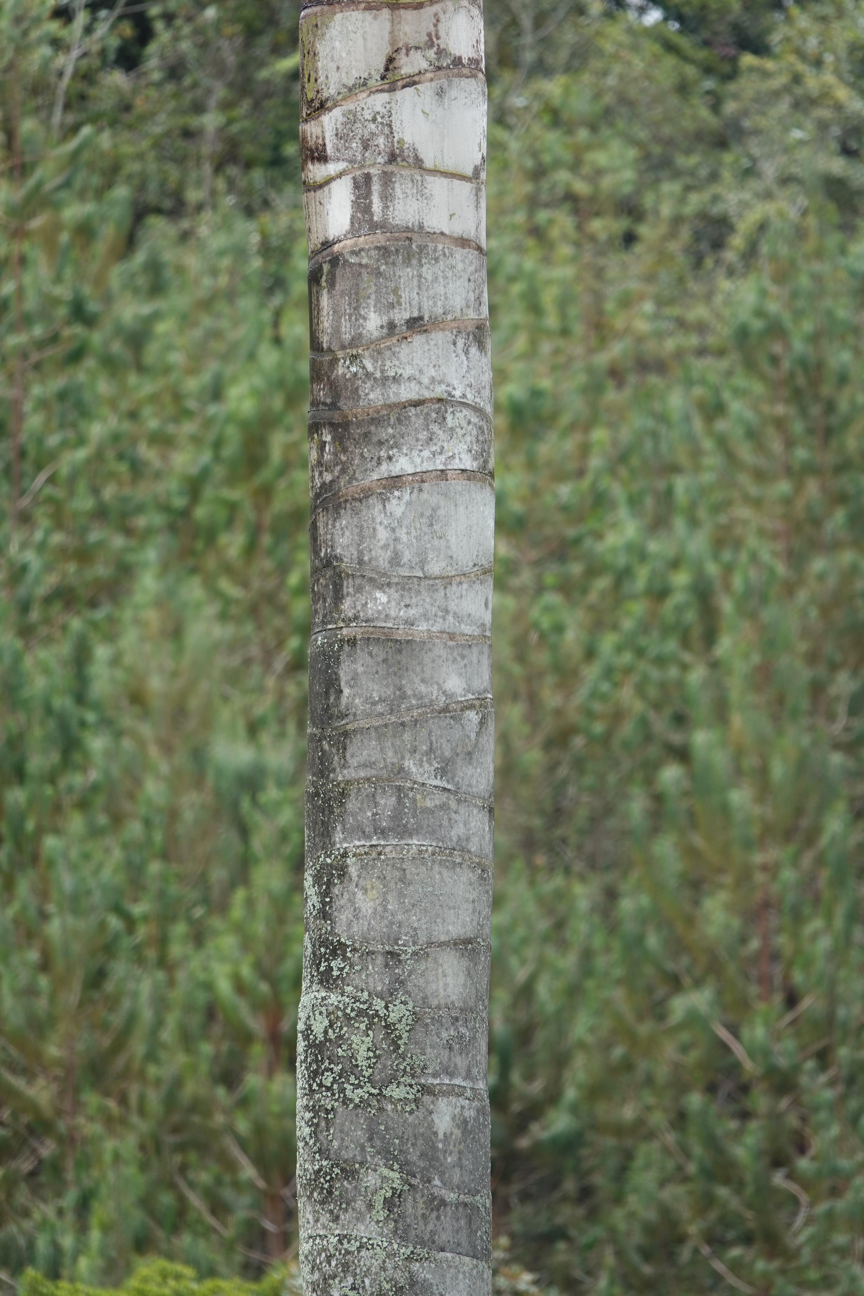 Ceroxylon quindiuense. La Honda.