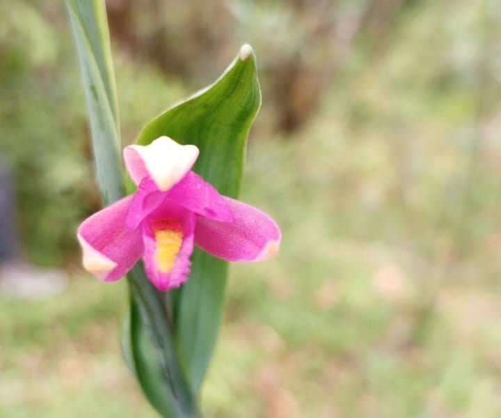 Cleistes sp