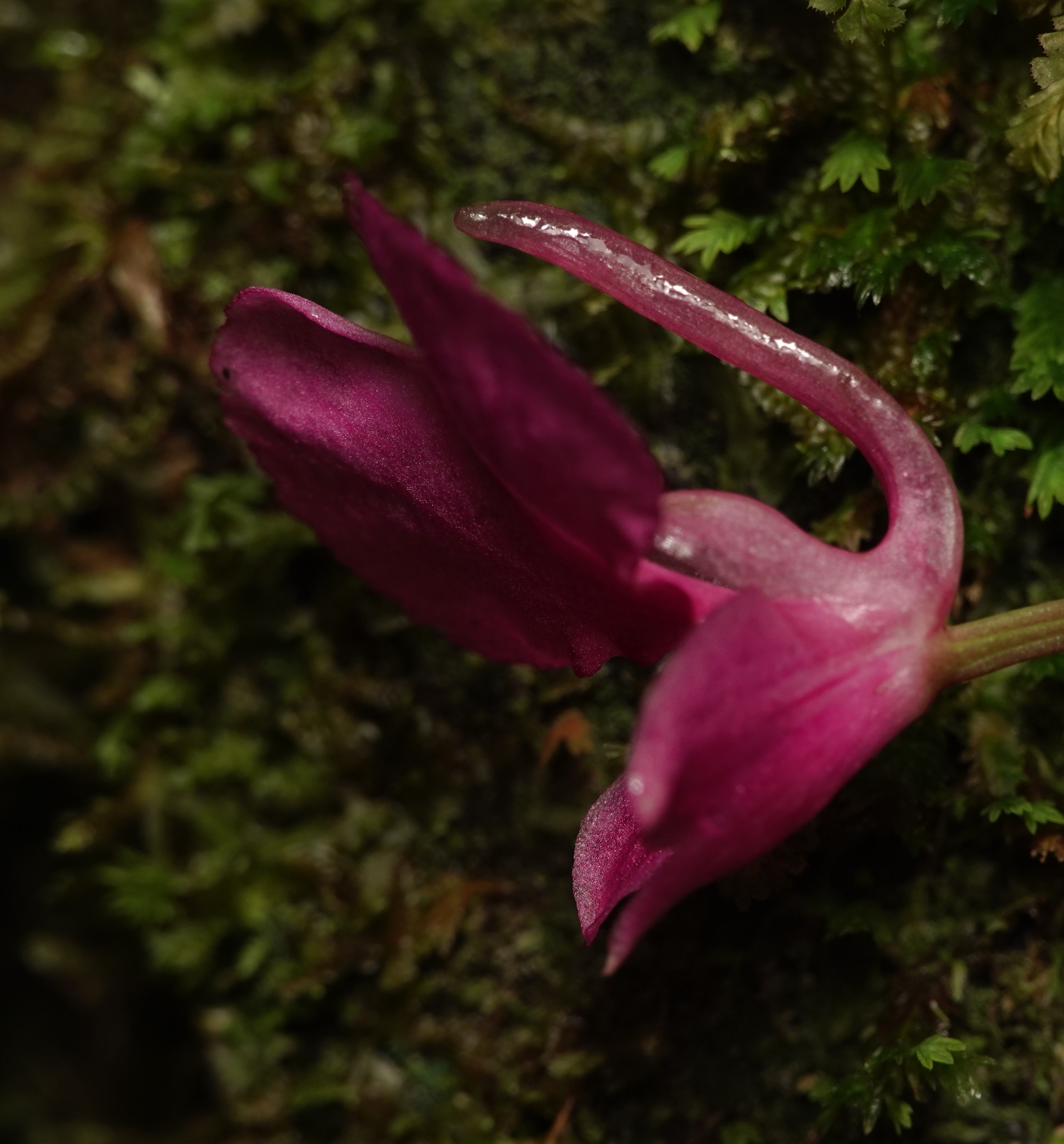 Comparettia sp