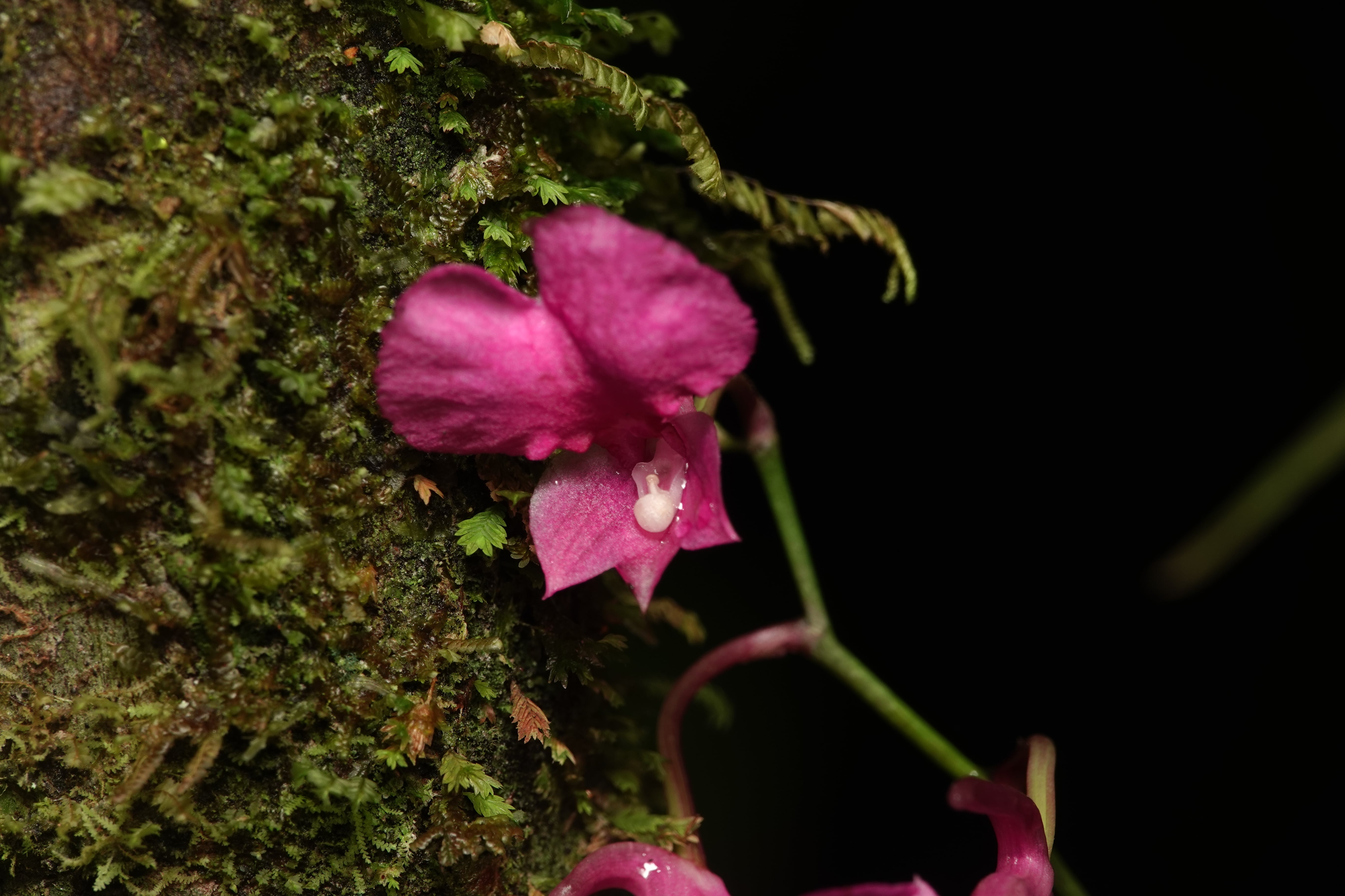 *Comparettia sp*. La Honda.