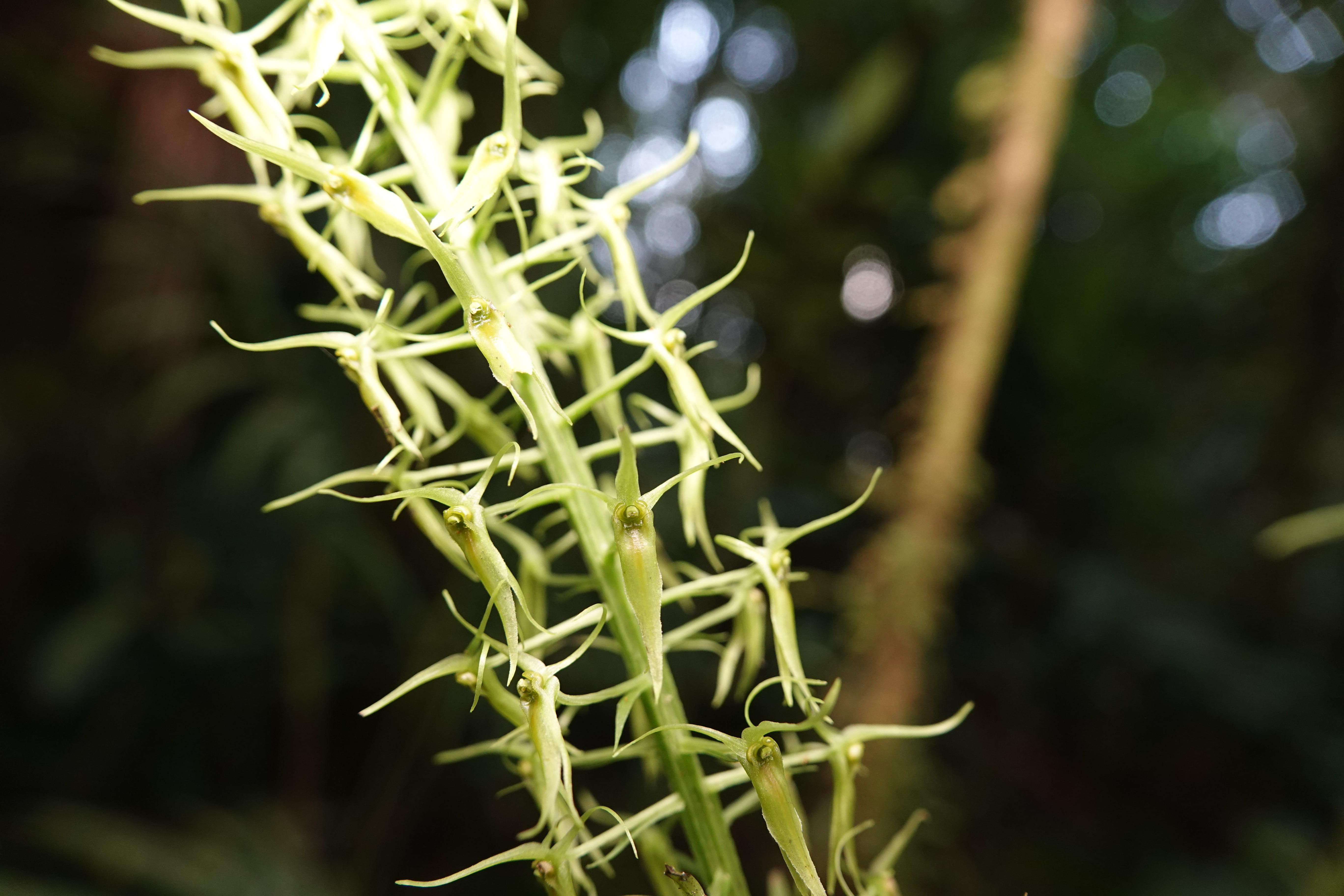 Crossoglossa sp 1