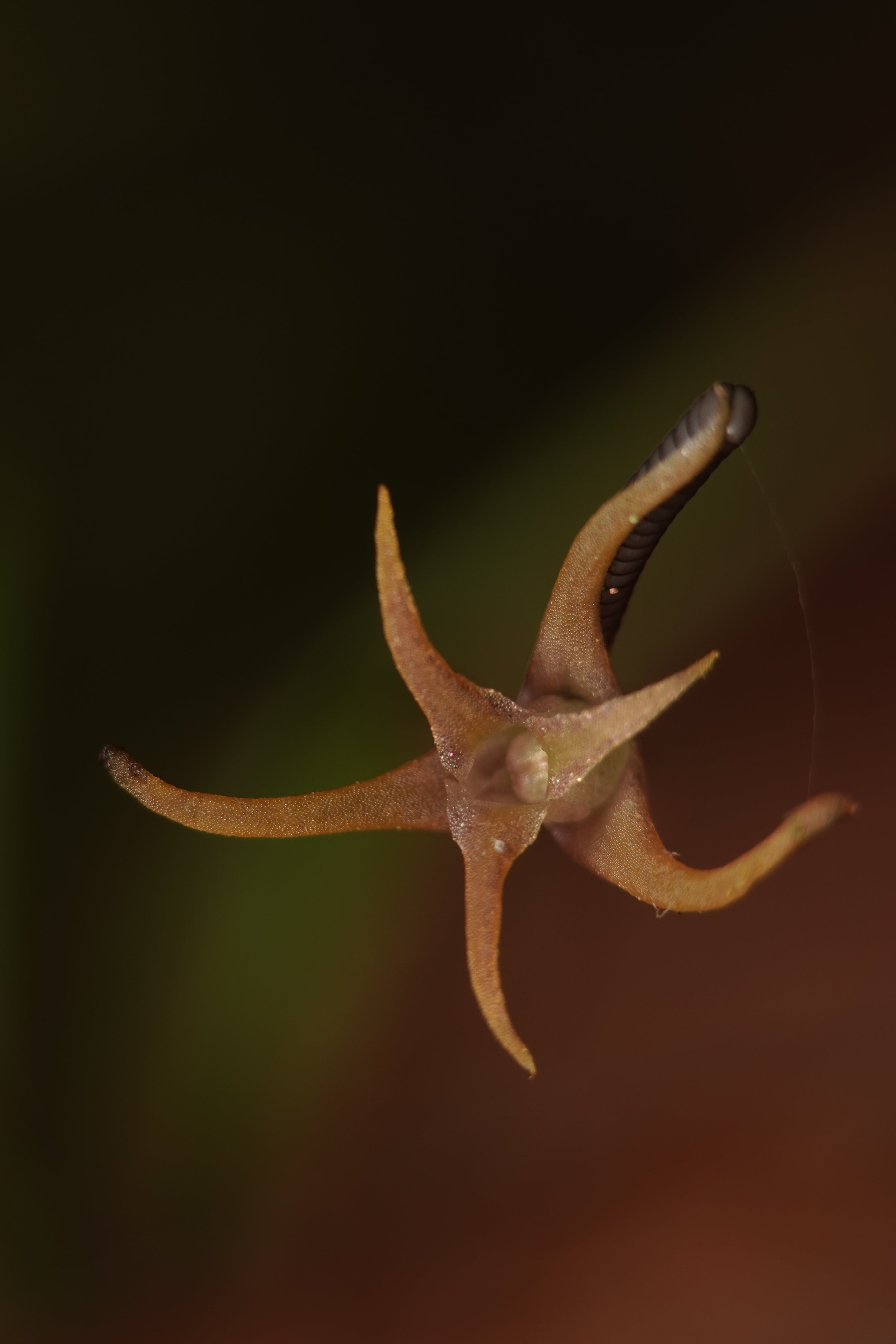 Cryptocentrum sp