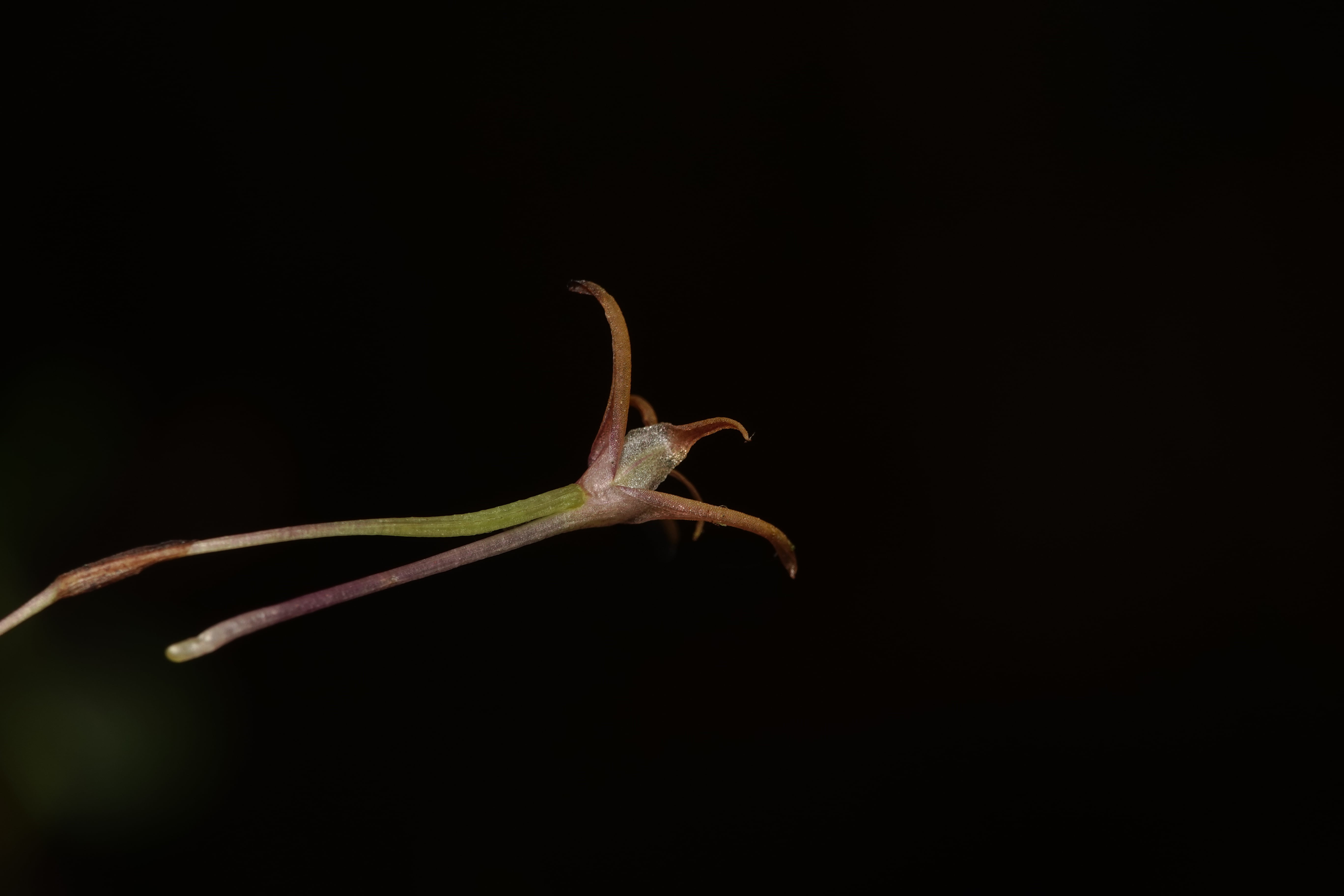 *Cryptocentrum sp*. La Honda.