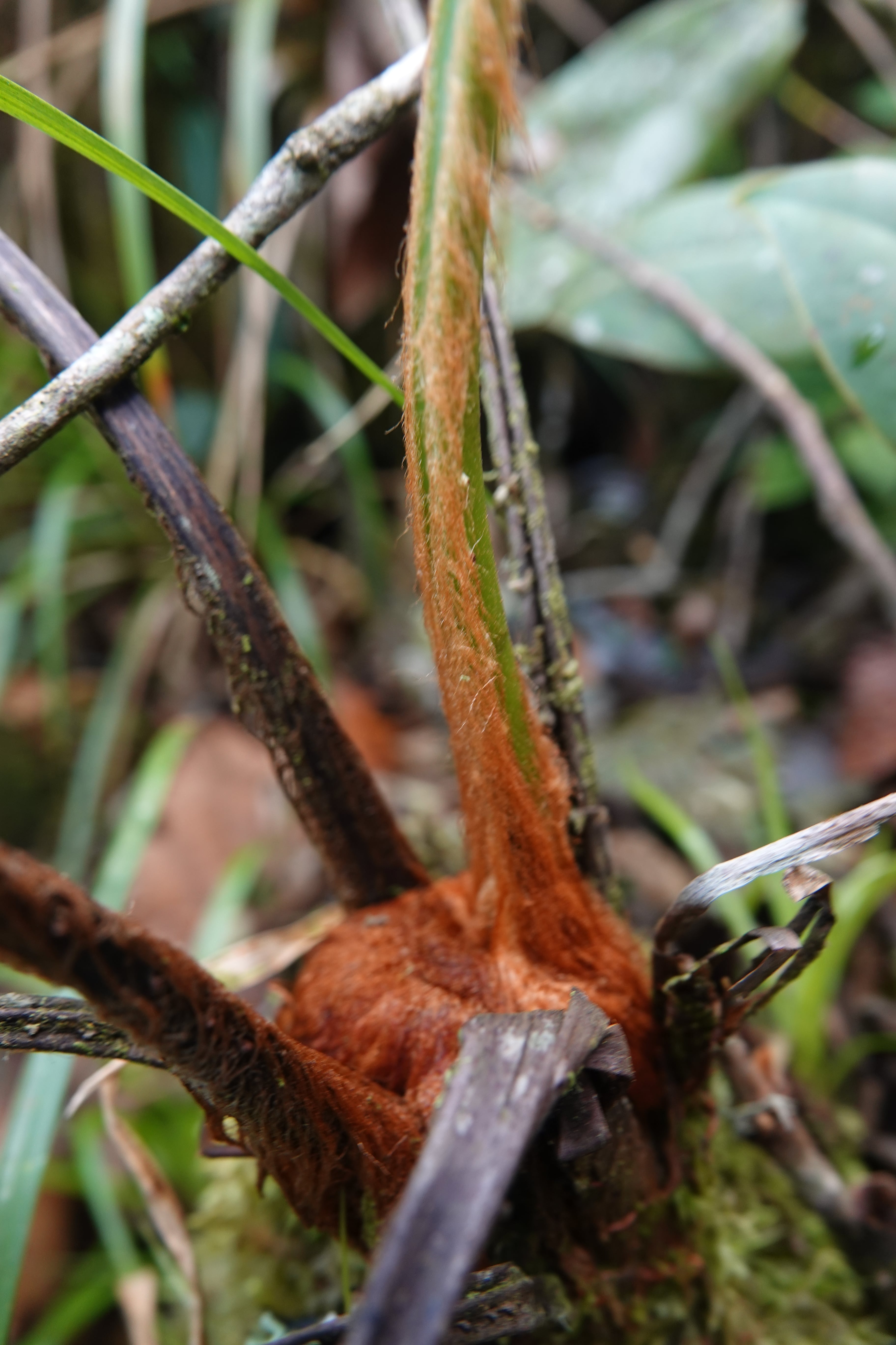 Culcitaceae — Culcita ferns
