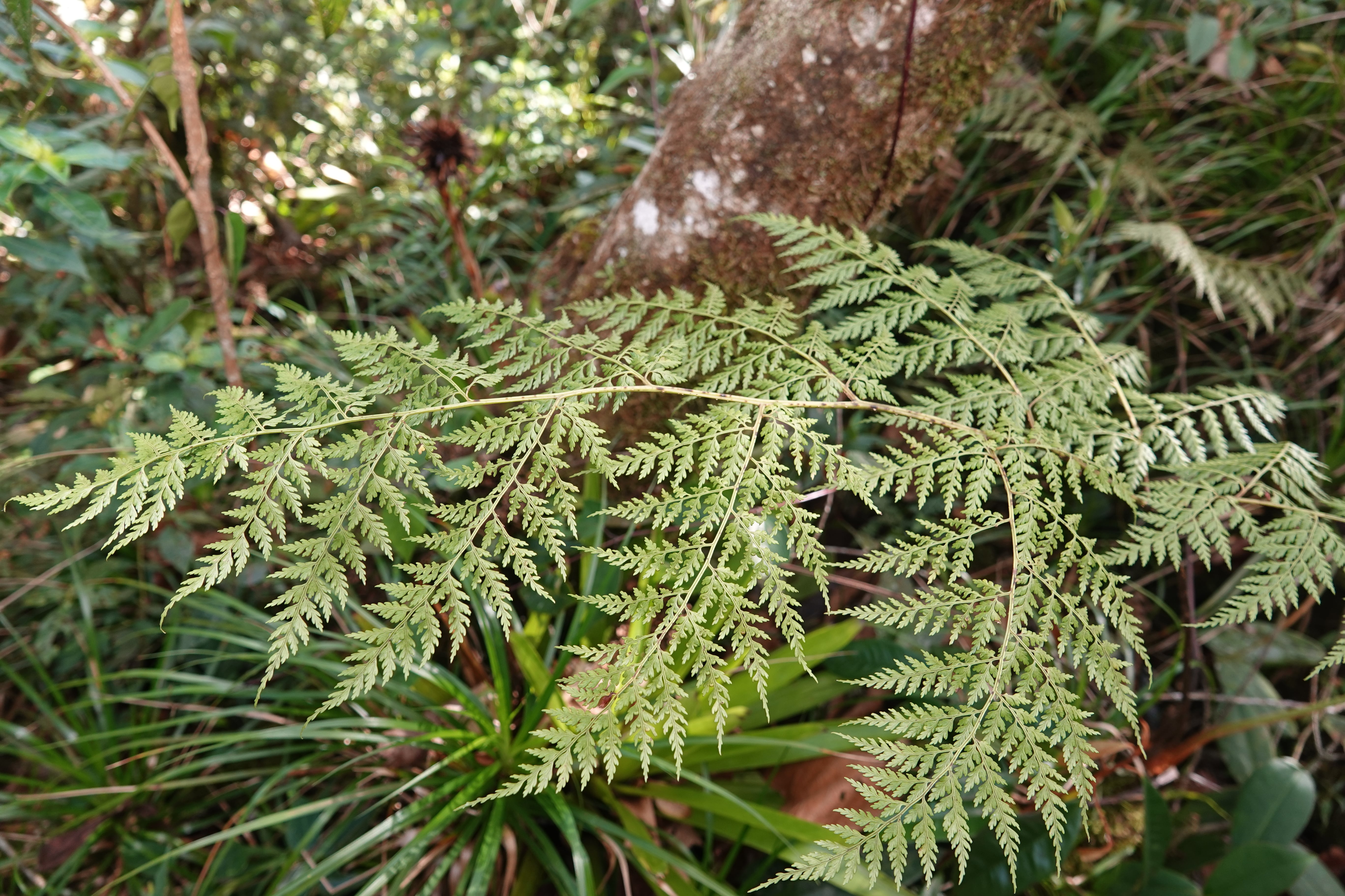 Culcita coniifolia. La Honda.