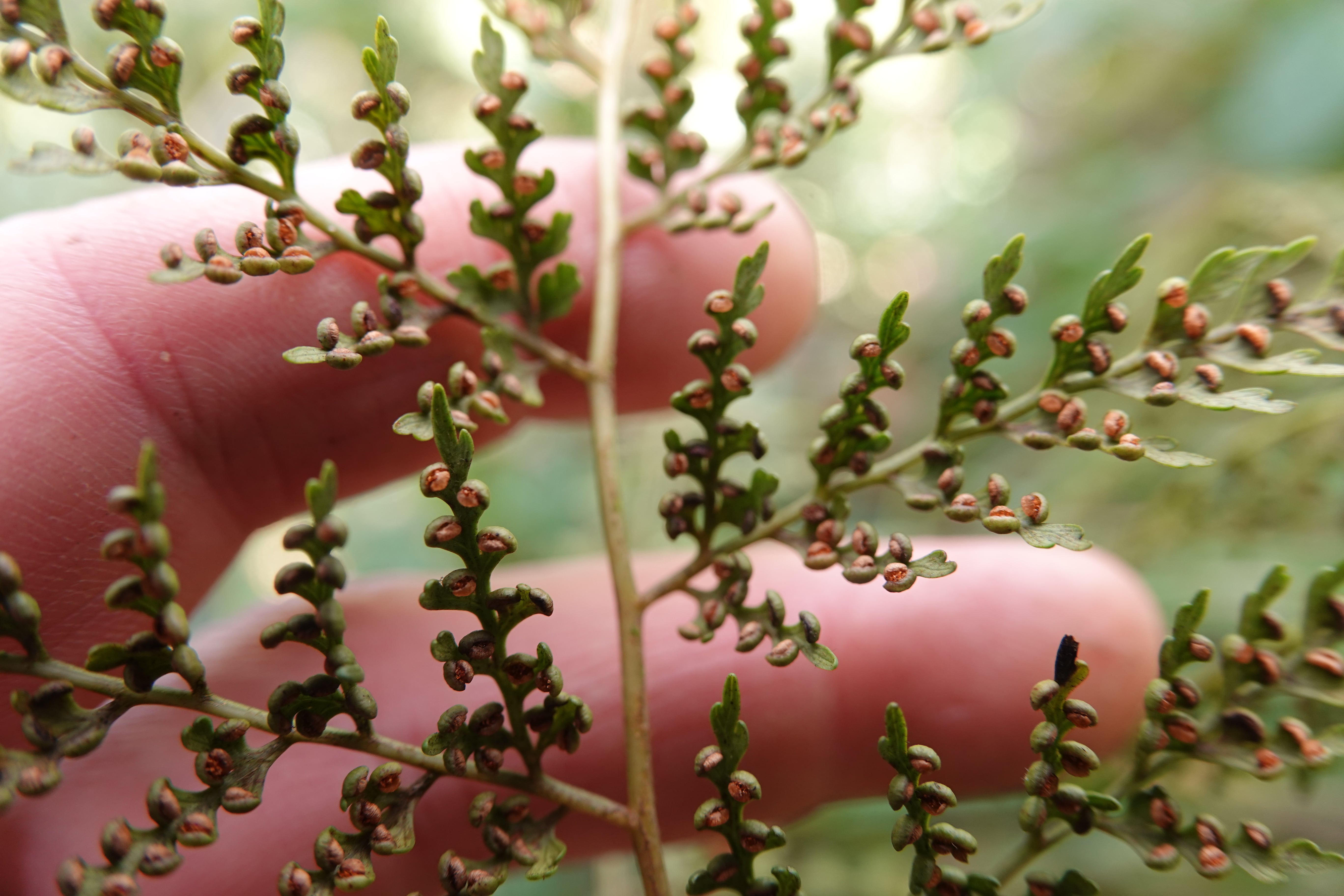 Culcita coniifolia. La Honda.