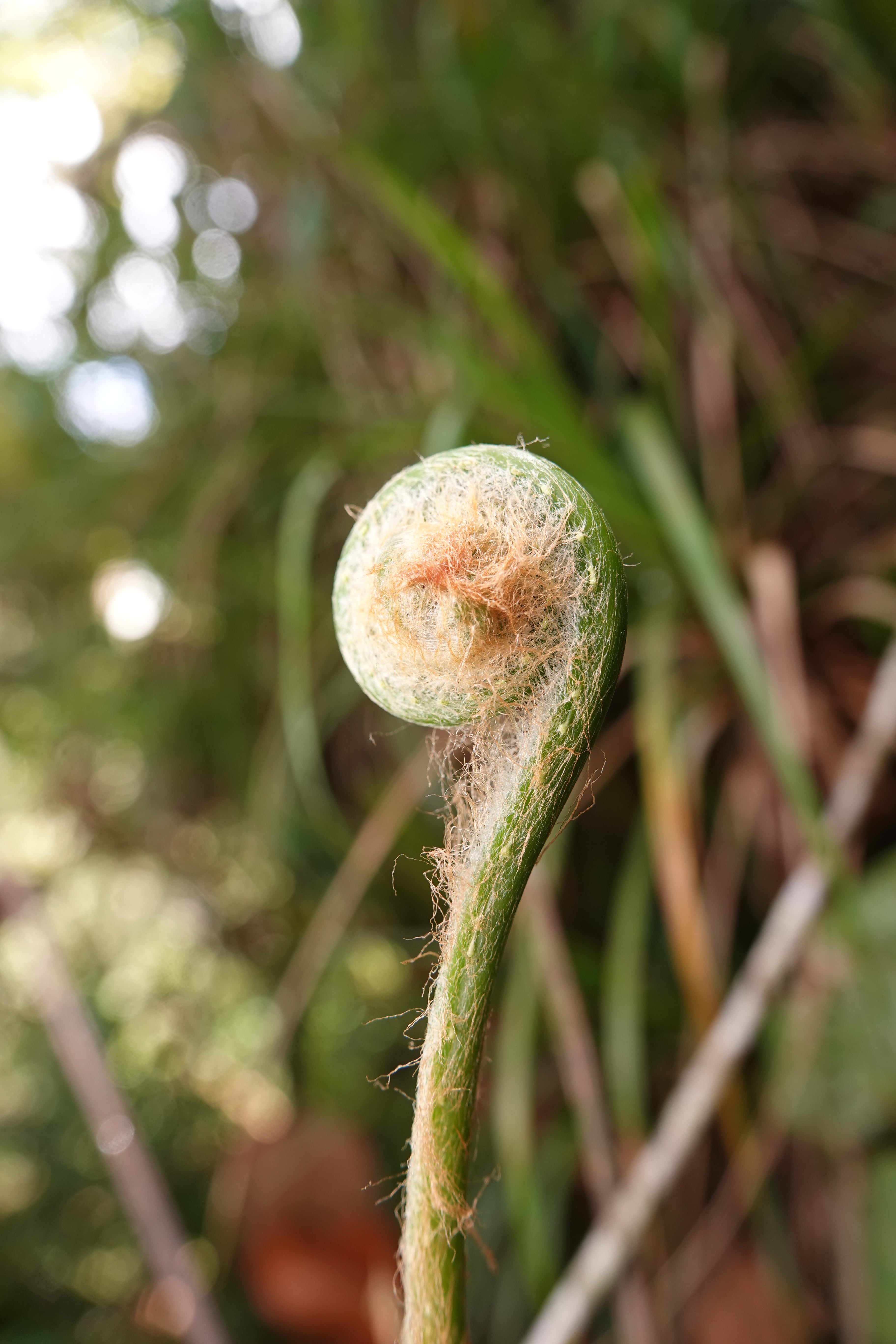 Culcita coniifolia. La Honda.