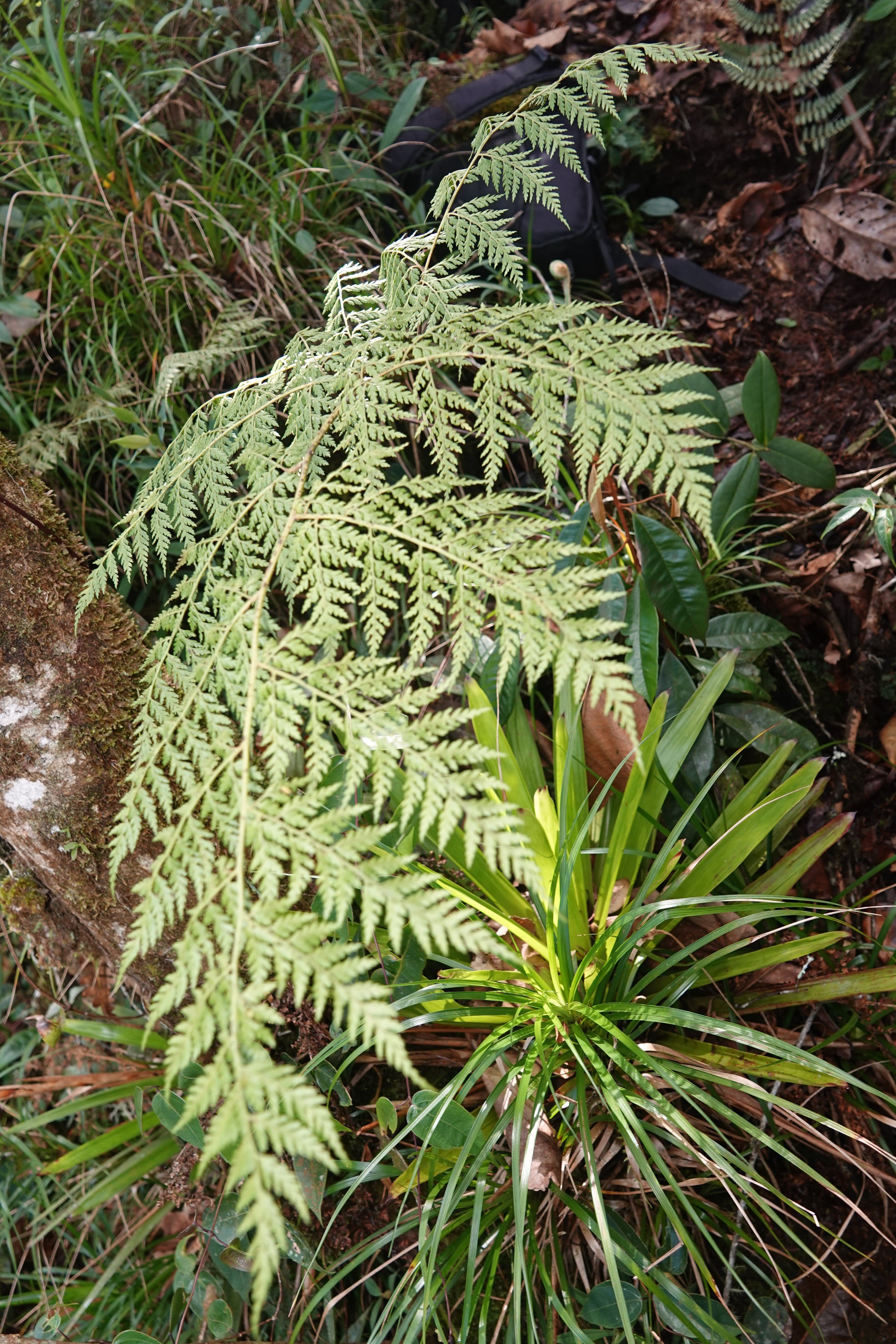 Culcita coniifolia. La Honda.