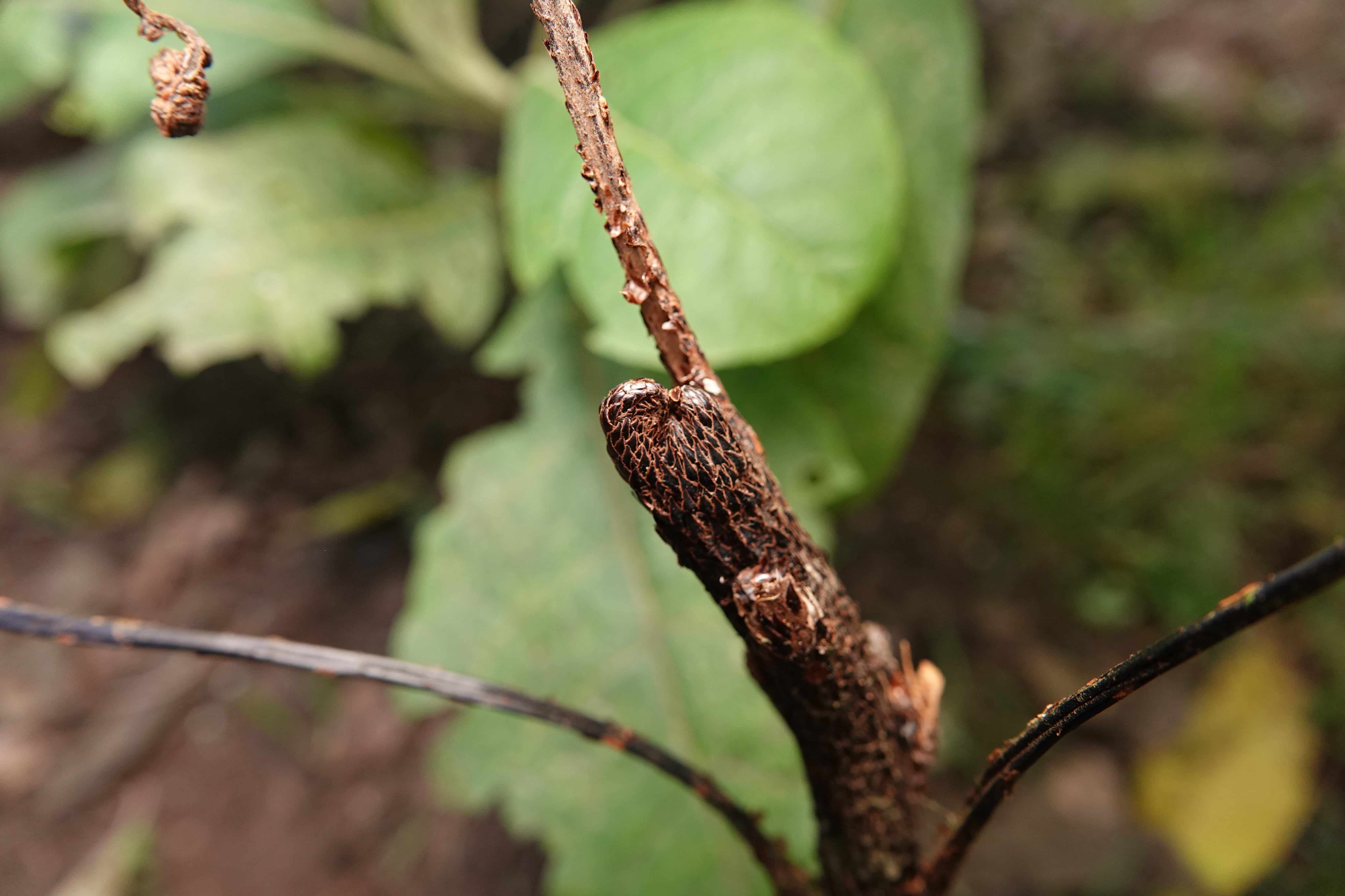 Cyathea antioquensis