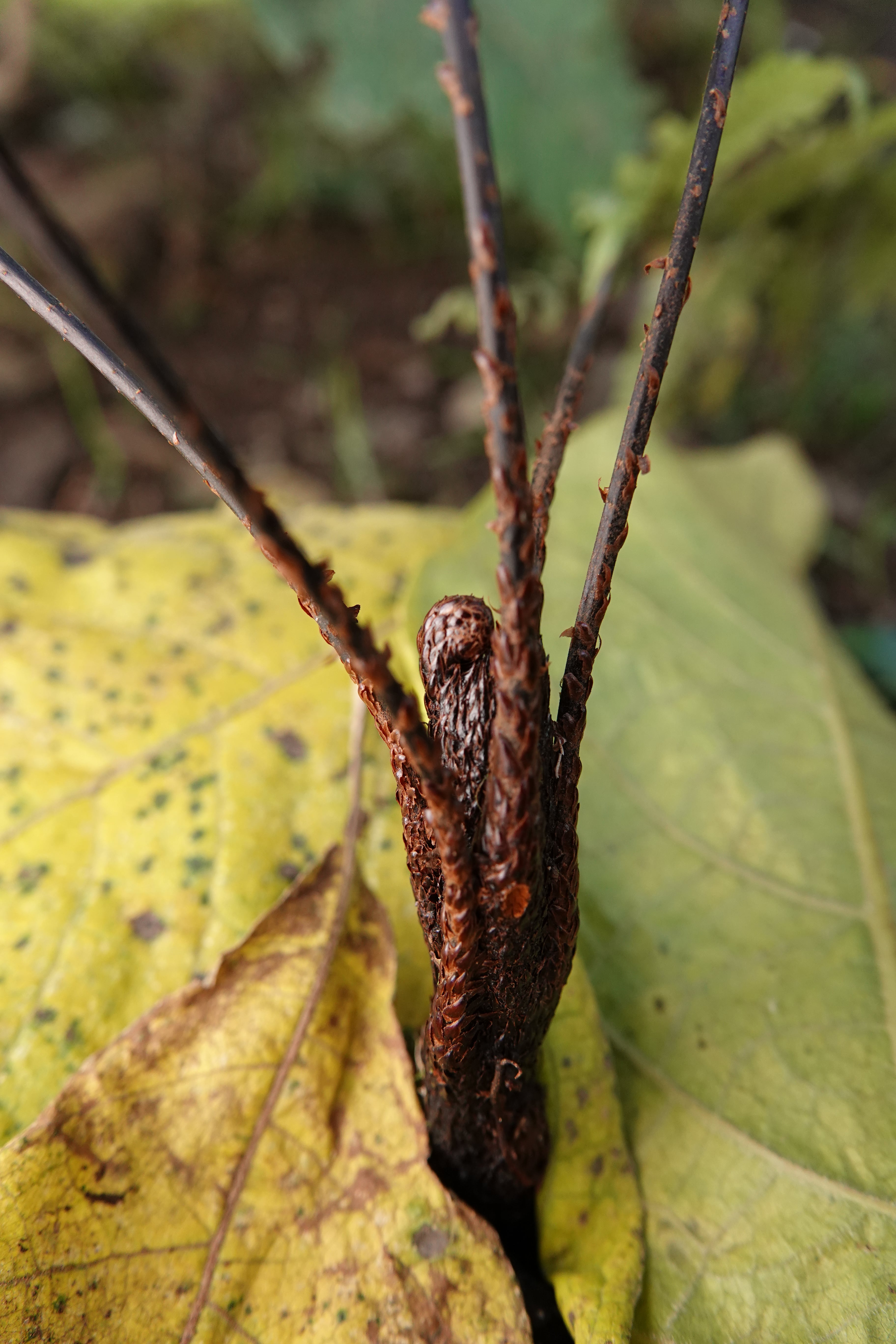 Cyathea antioquensis. La Honda.