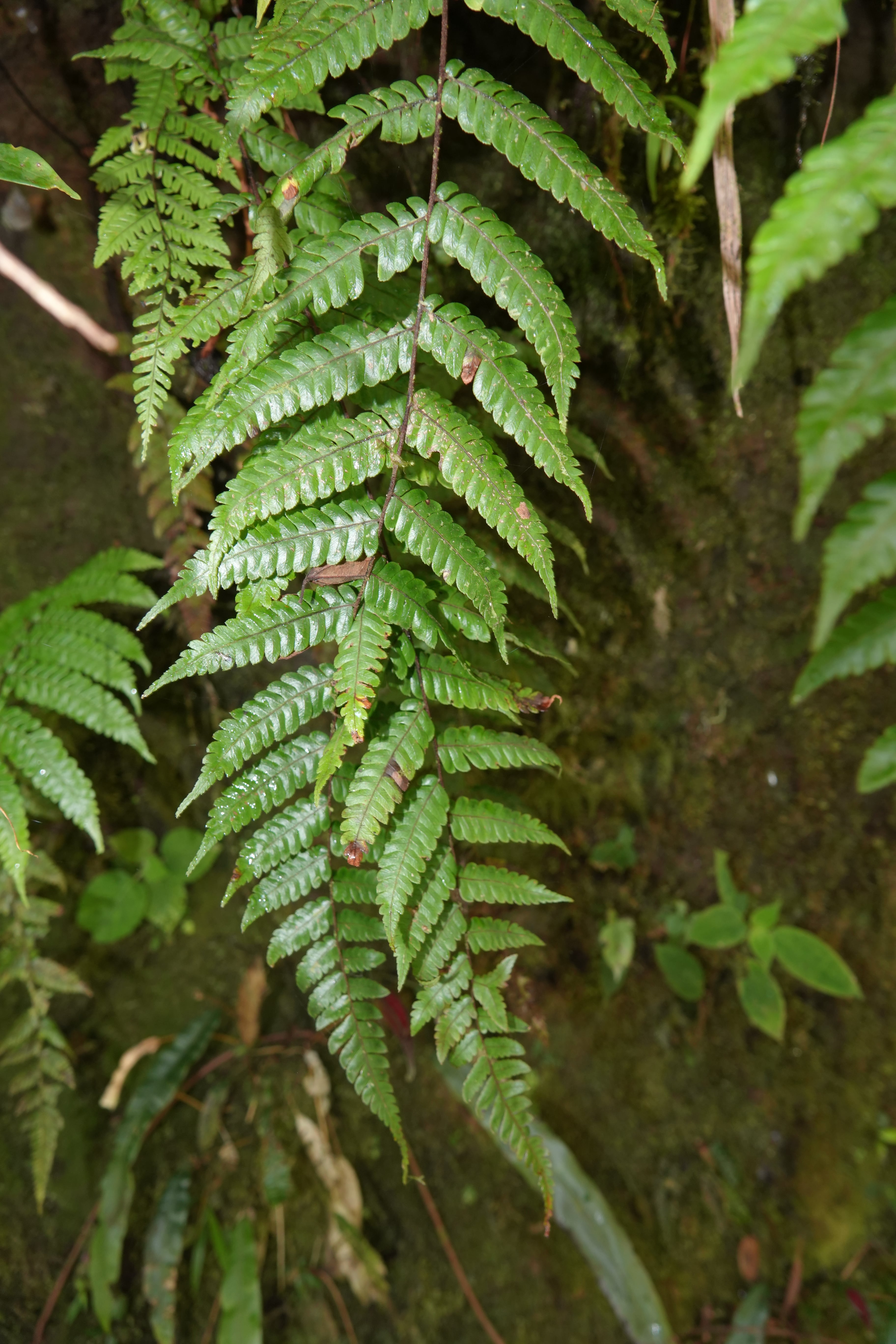 Cyathea antioquensis. La Honda.