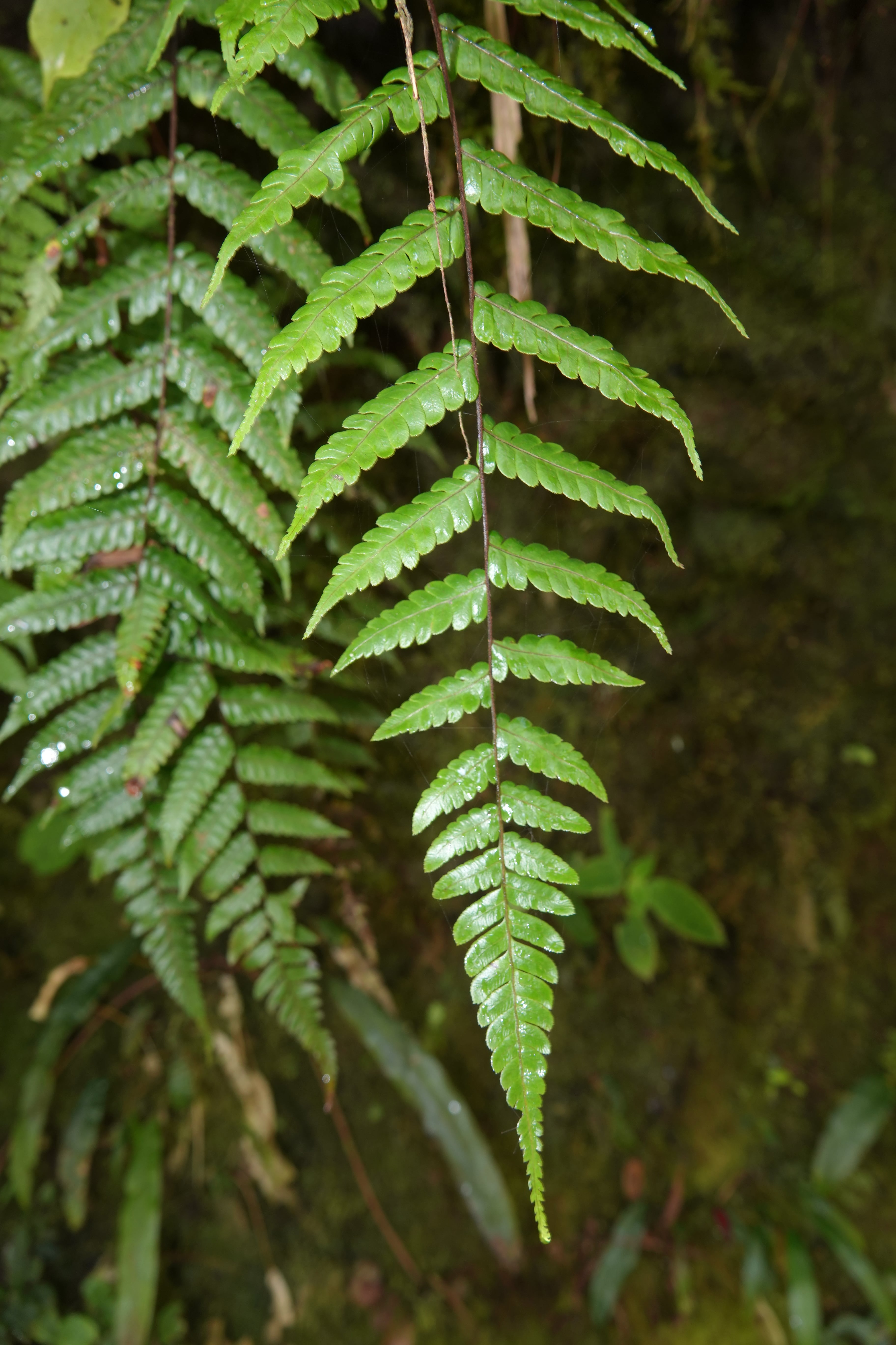Cyathea antioquensis. La Honda.