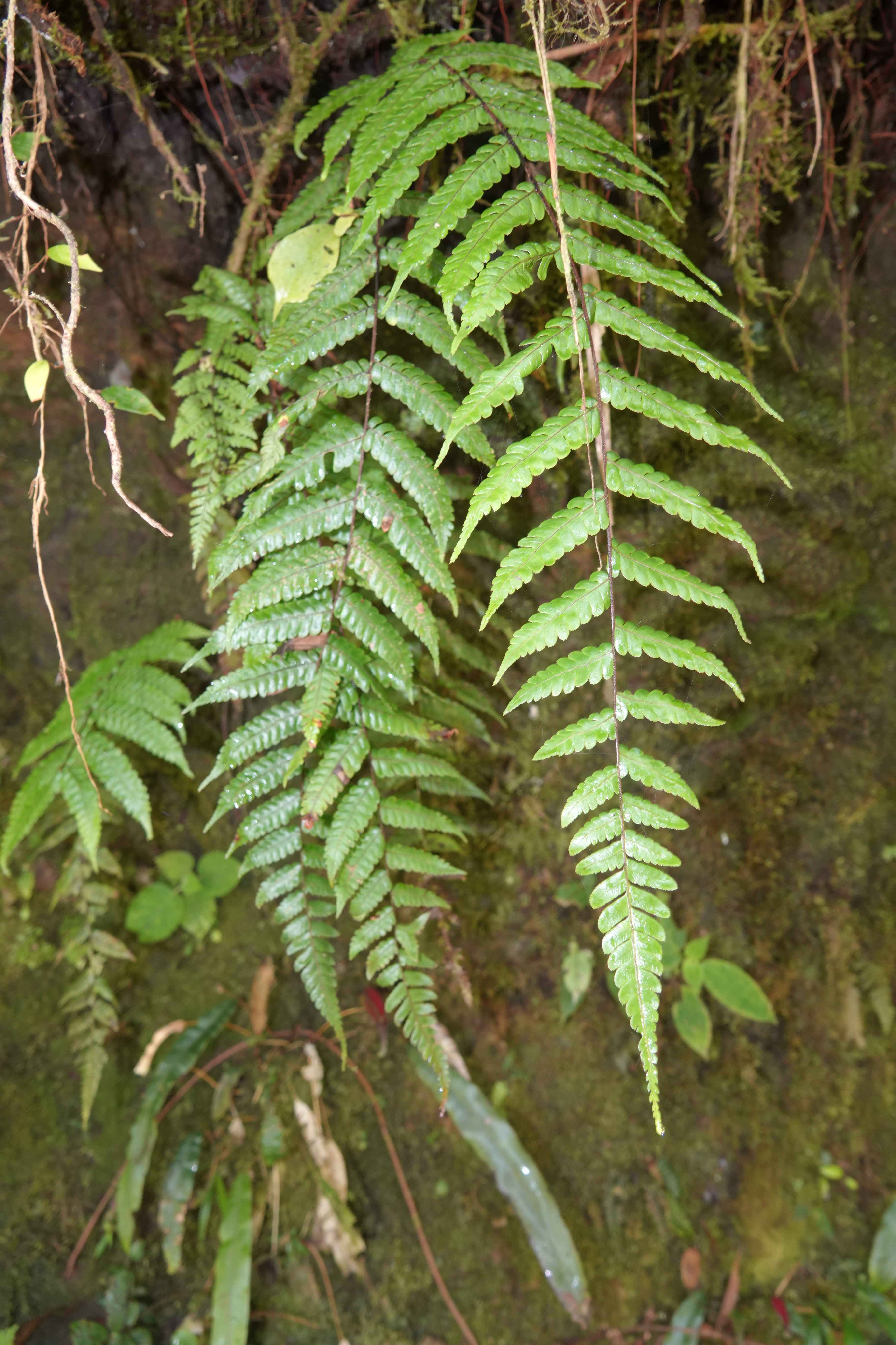 Cyathea antioquensis. La Honda.