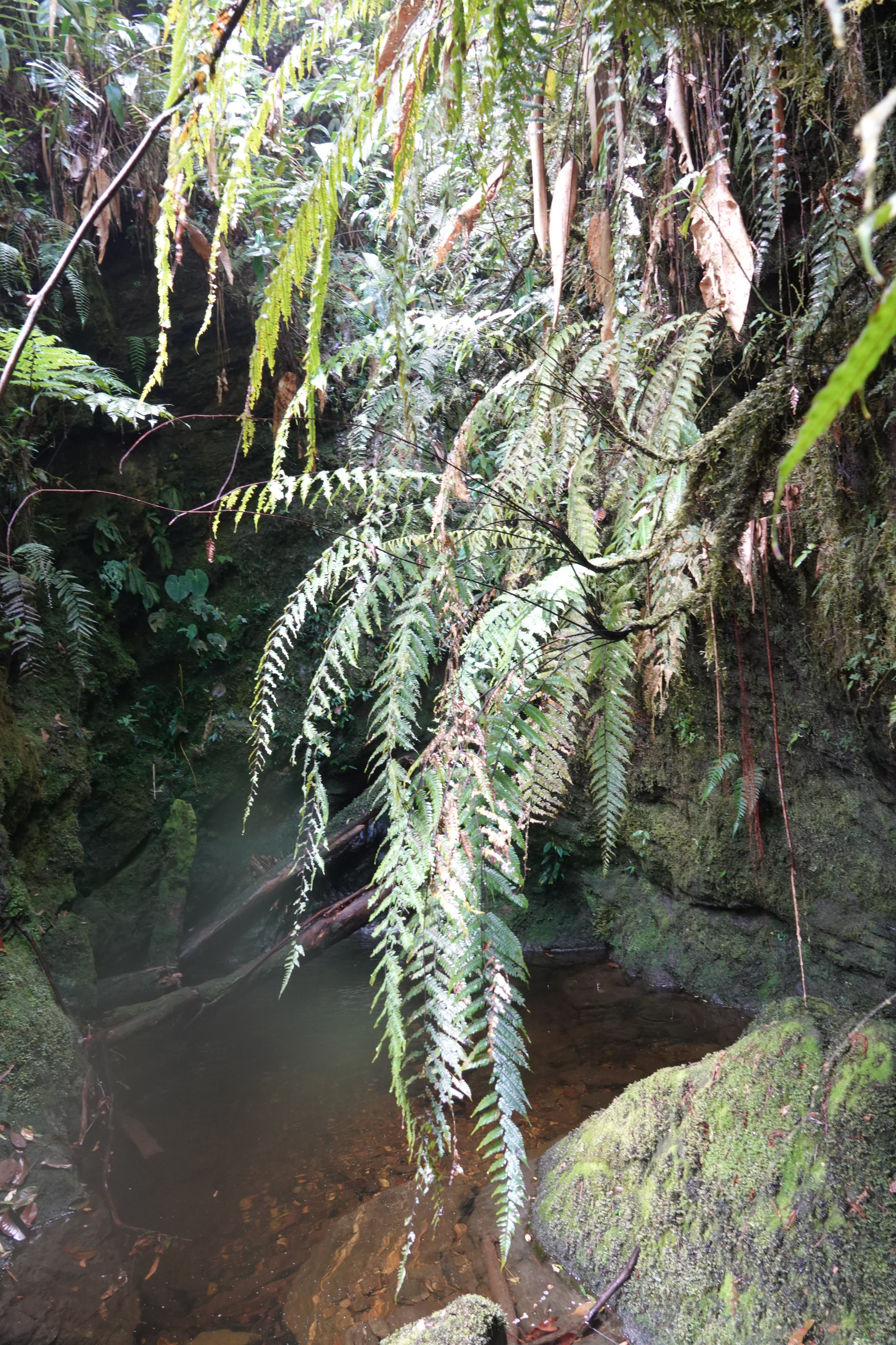 Cyathea antioquensis. La Honda.