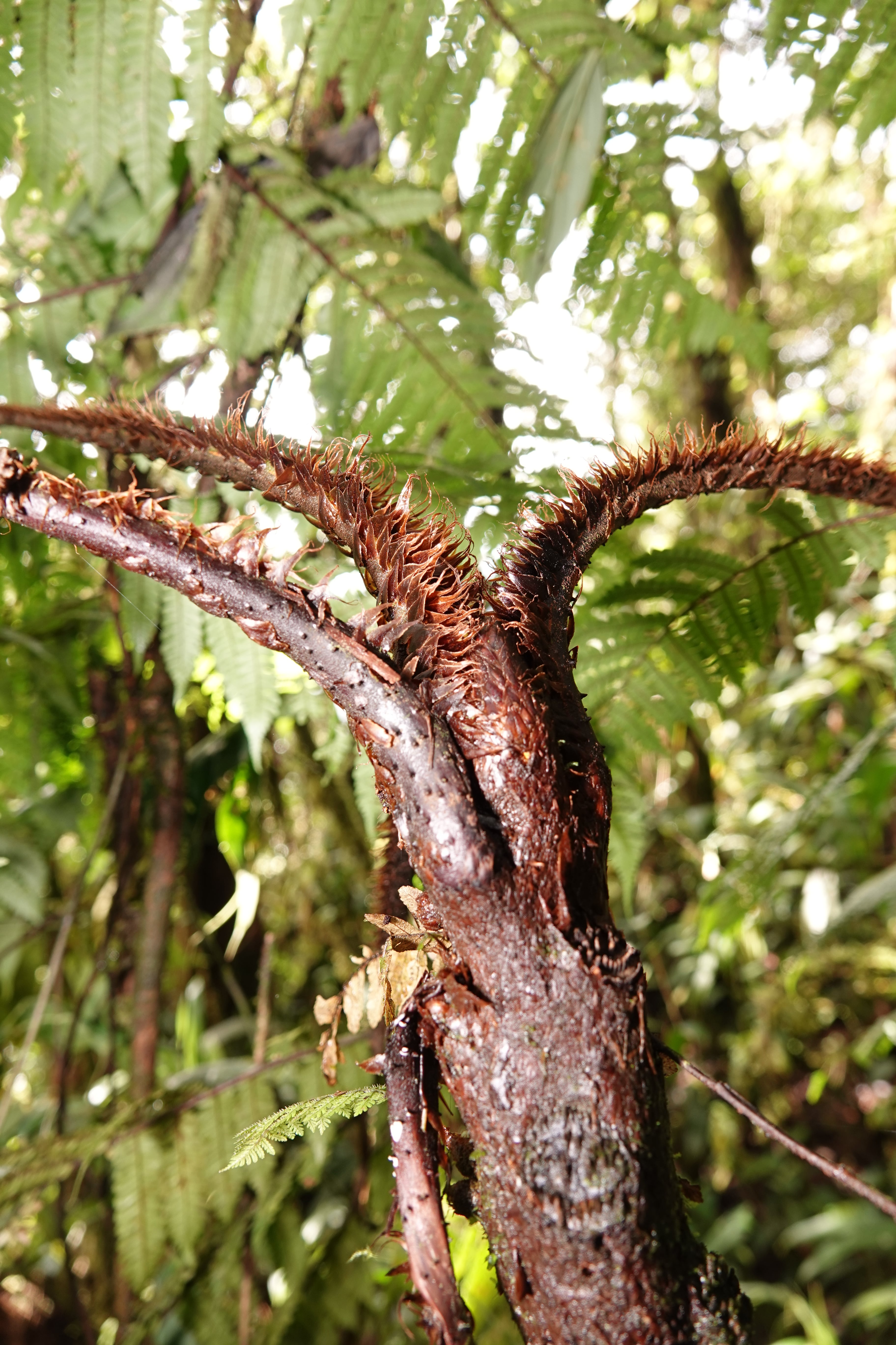 Cyatheaceae — Scaly tree ferns