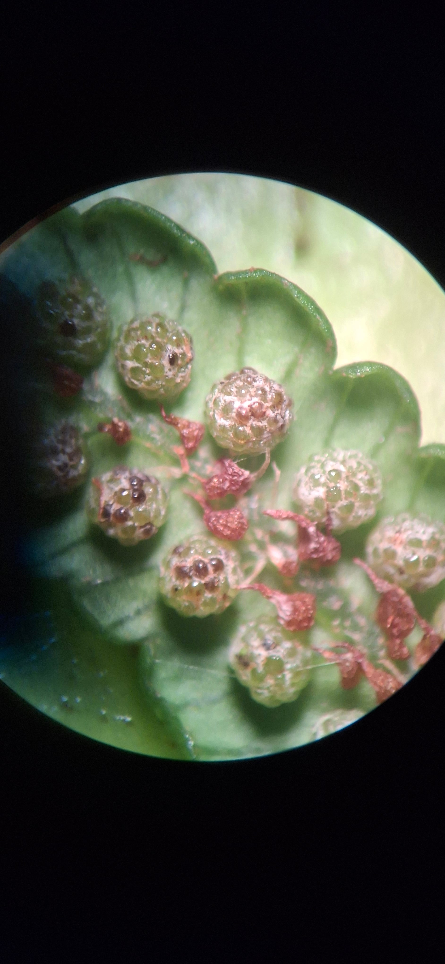 Cyathea caracasana. La Honda.