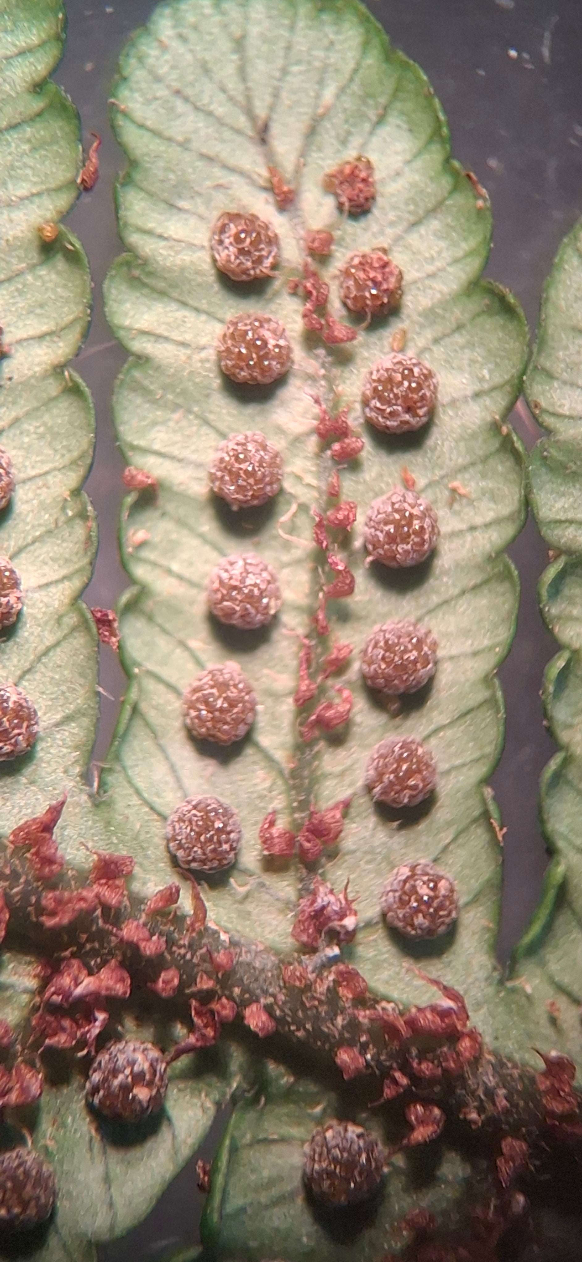 Cyathea caracasana. La Honda.