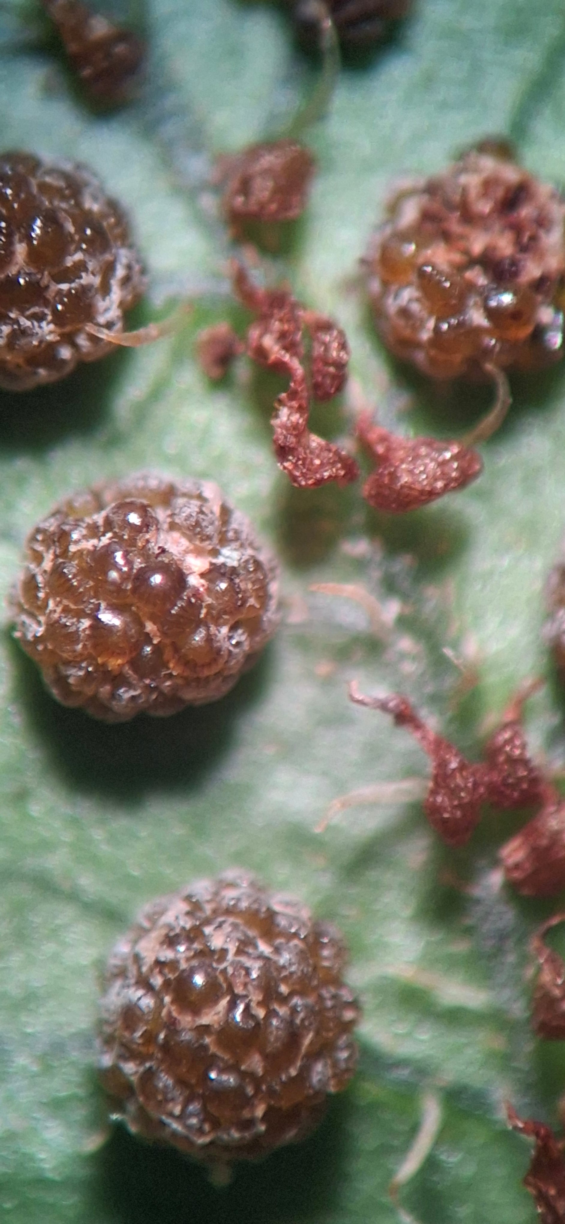 Cyathea caracasana. La Honda.