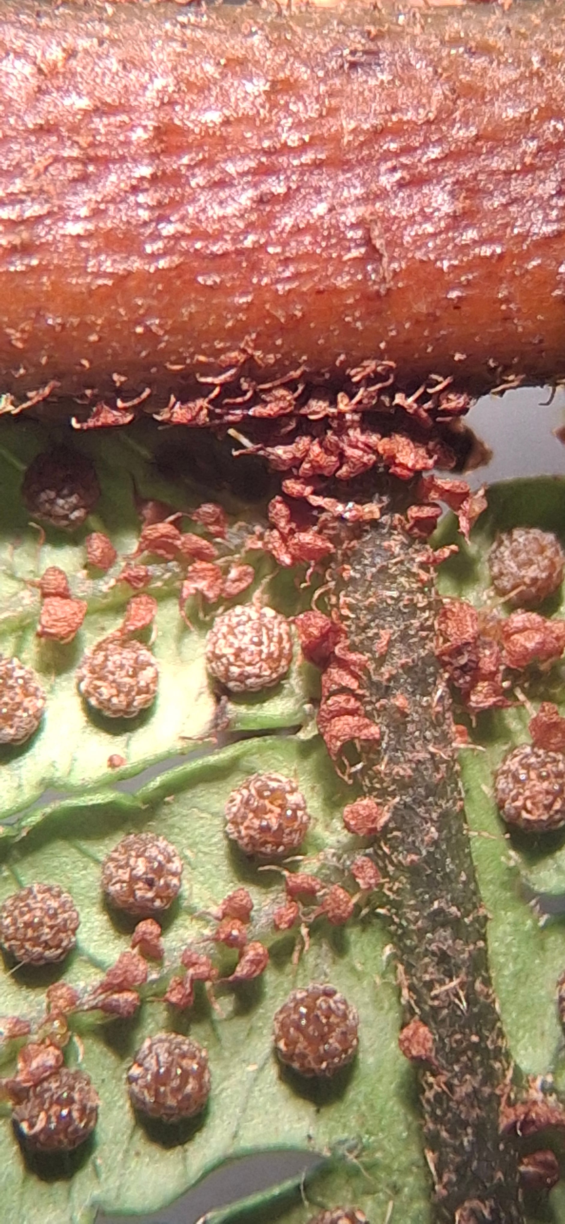 Cyathea caracasana. La Honda.