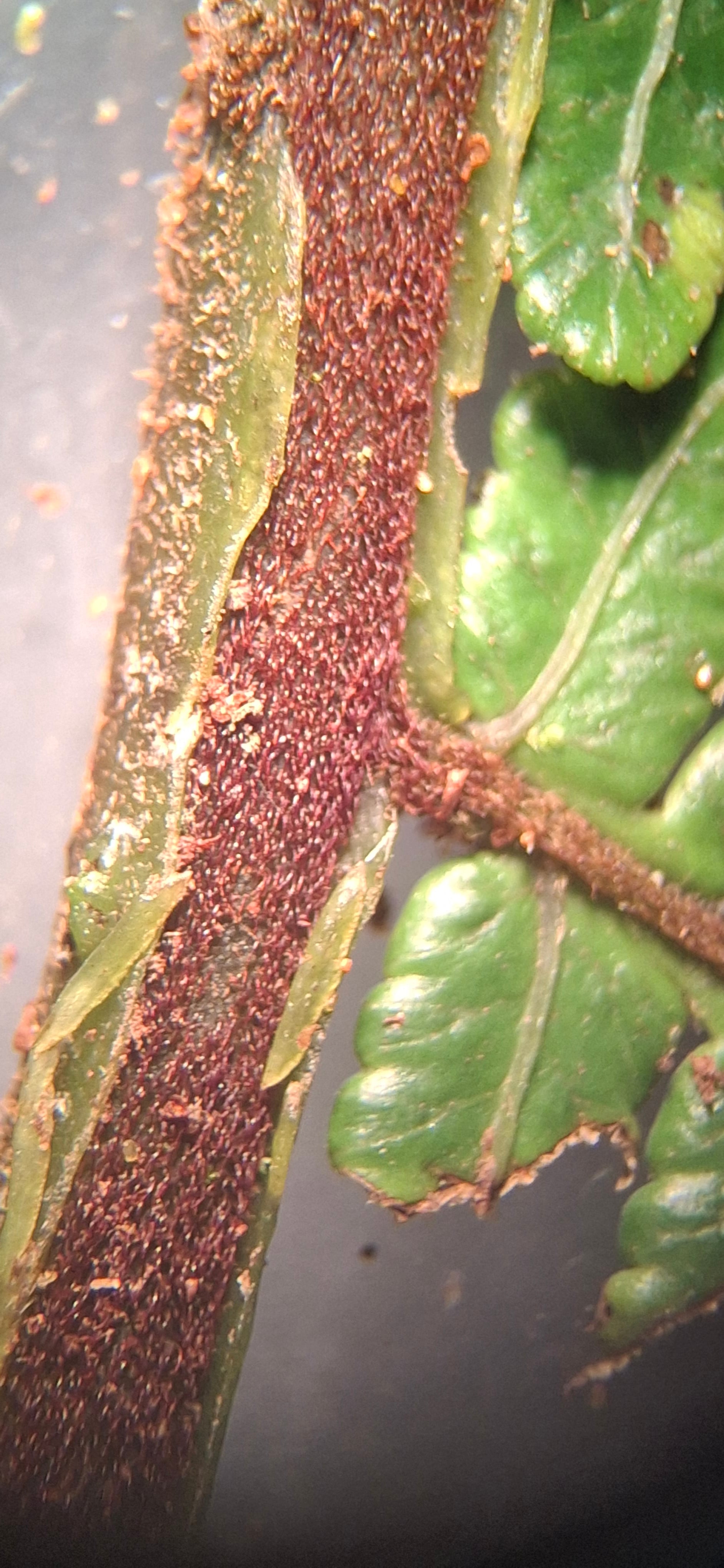 Cyathea caracasana. La Honda.