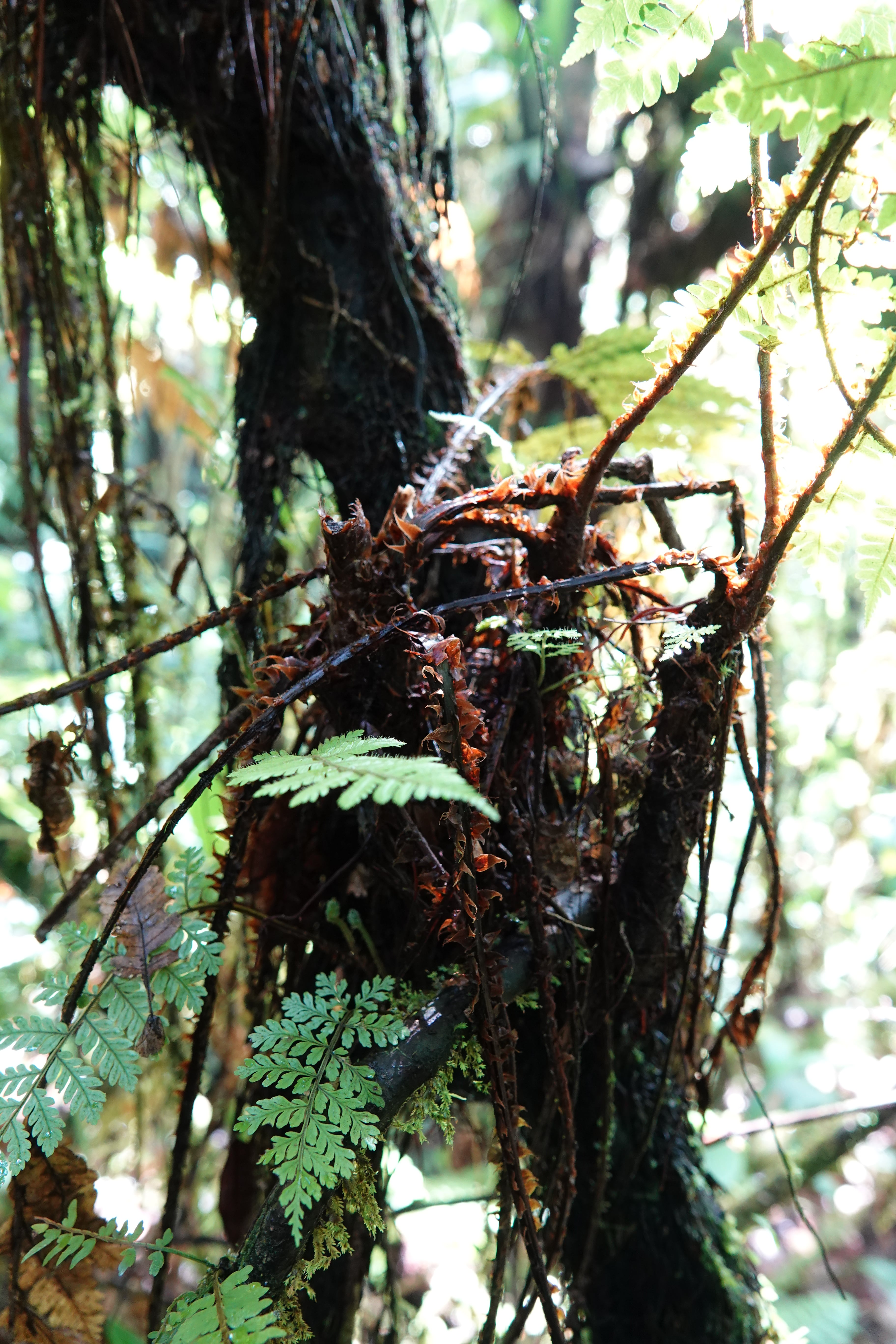 Cyathea caracasana. La Honda.