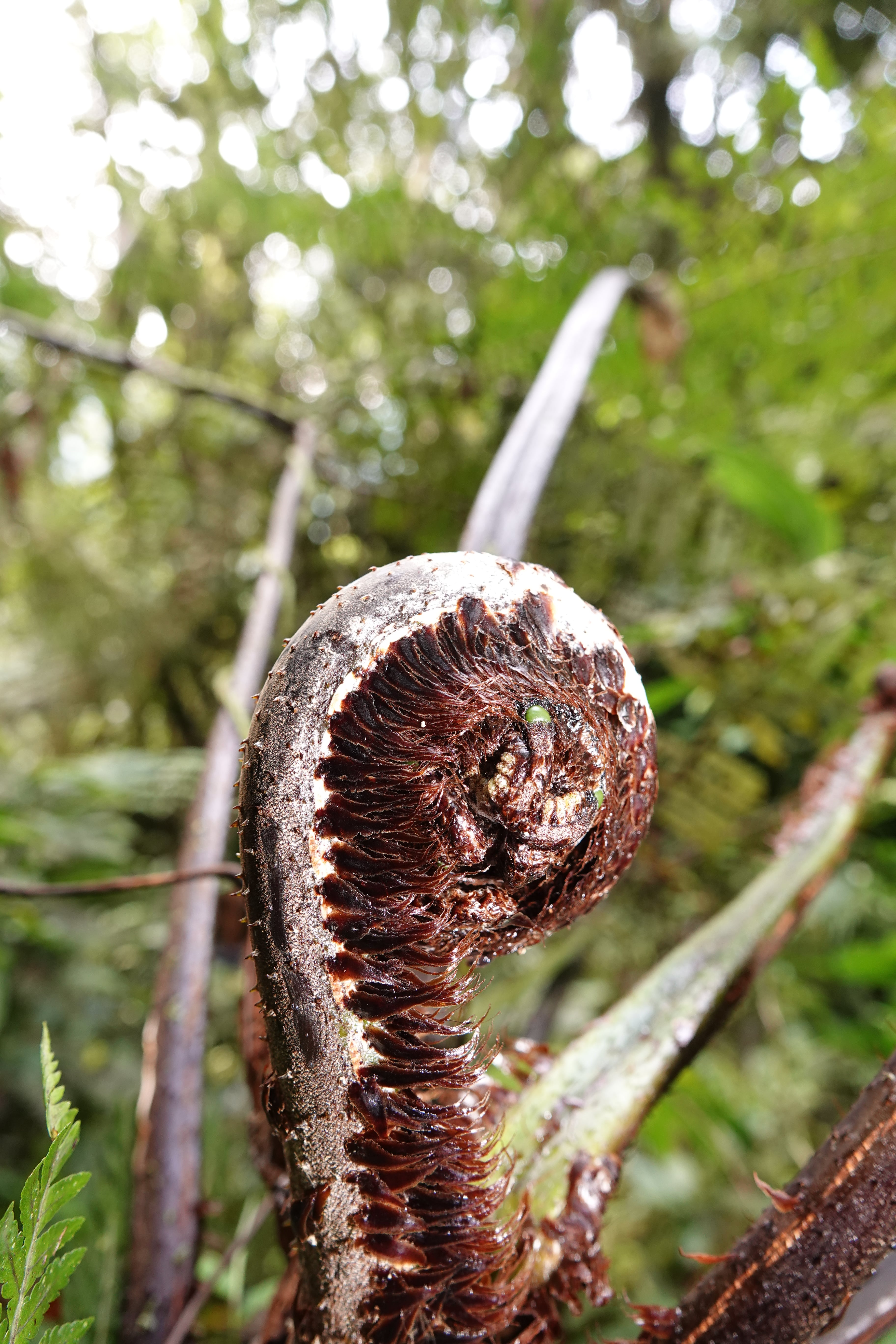 Cyathea caracasana. La Honda.