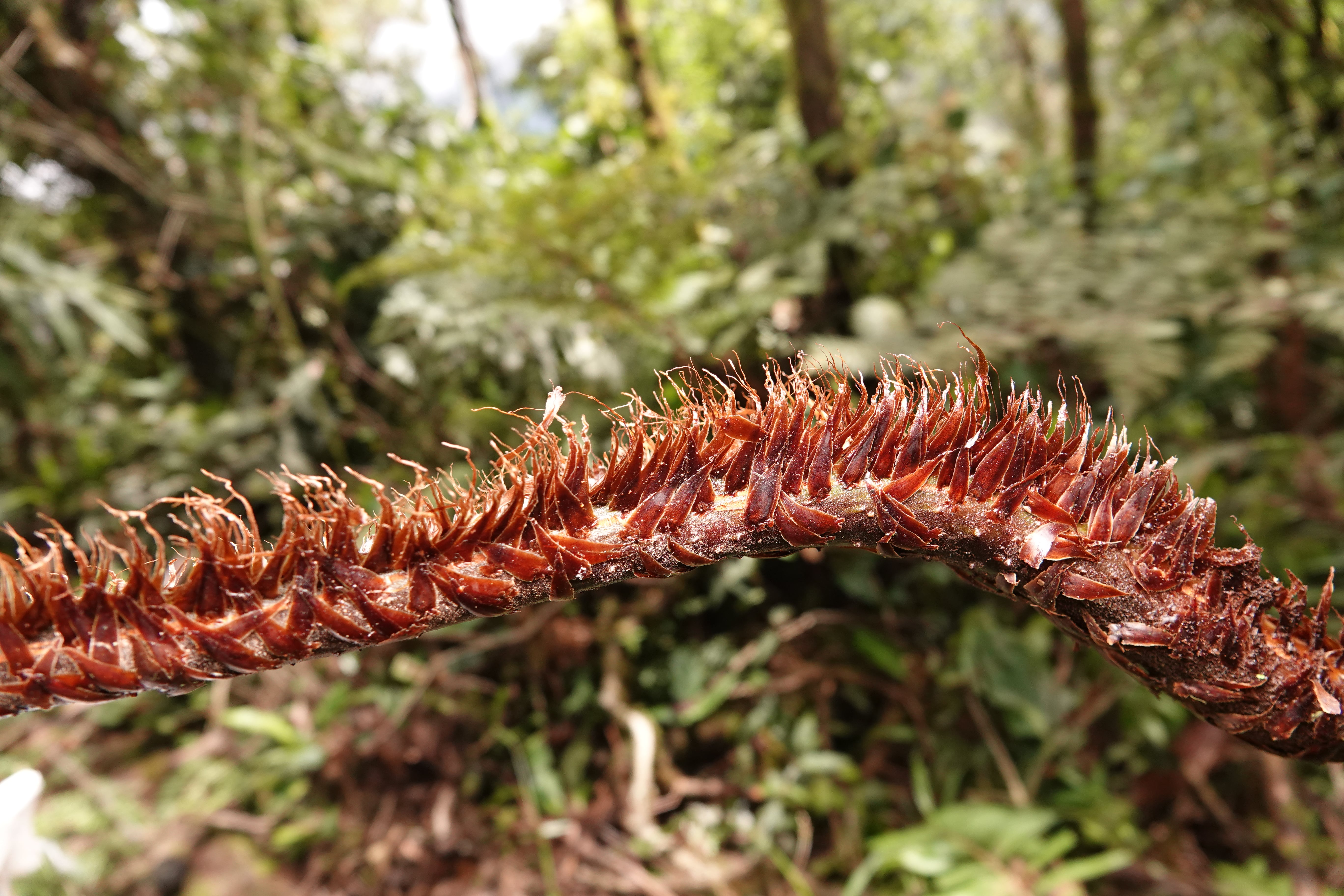 Cyathea caracasana. La Honda.