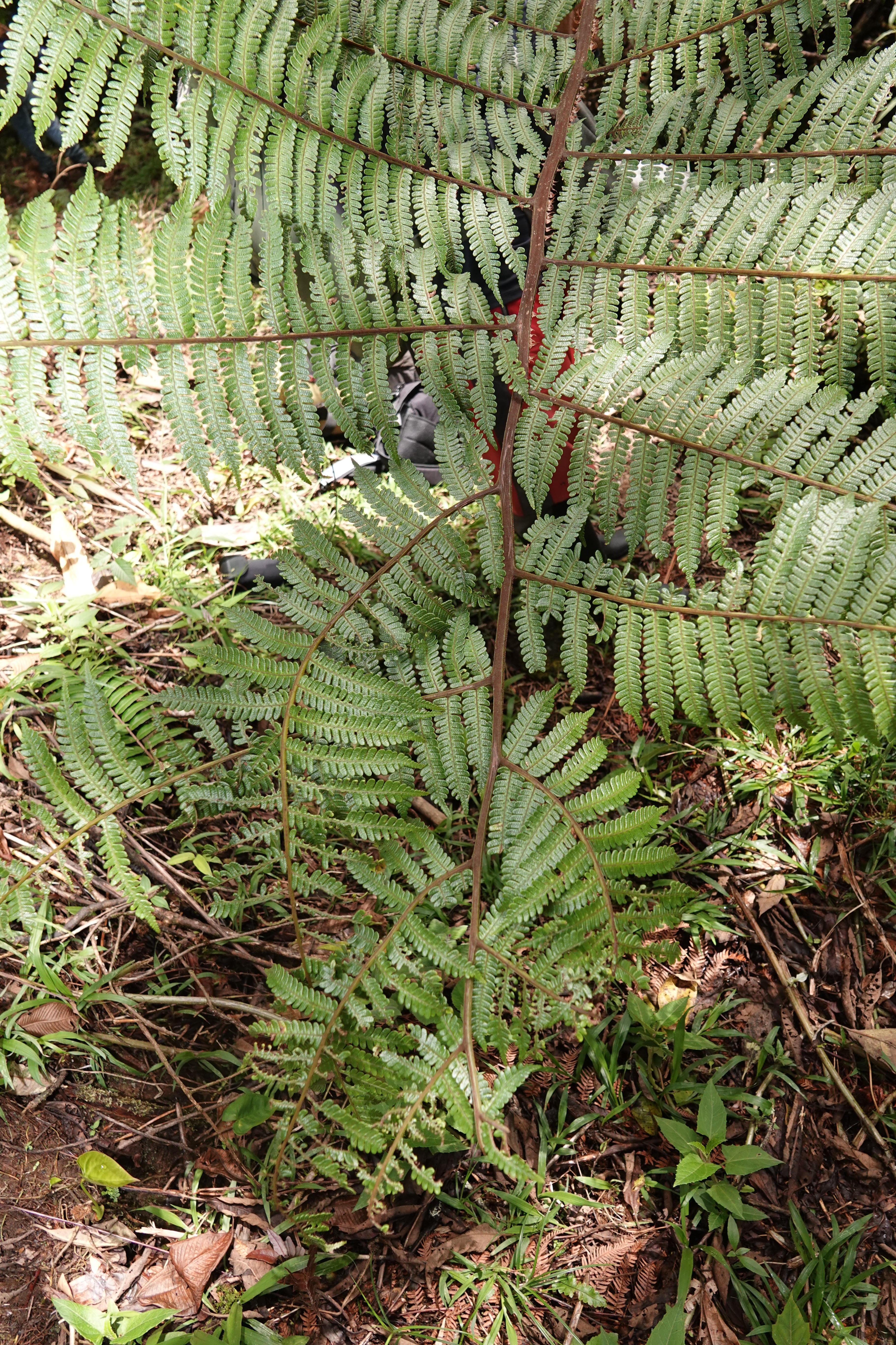 Cyathea caracasana. La Honda.