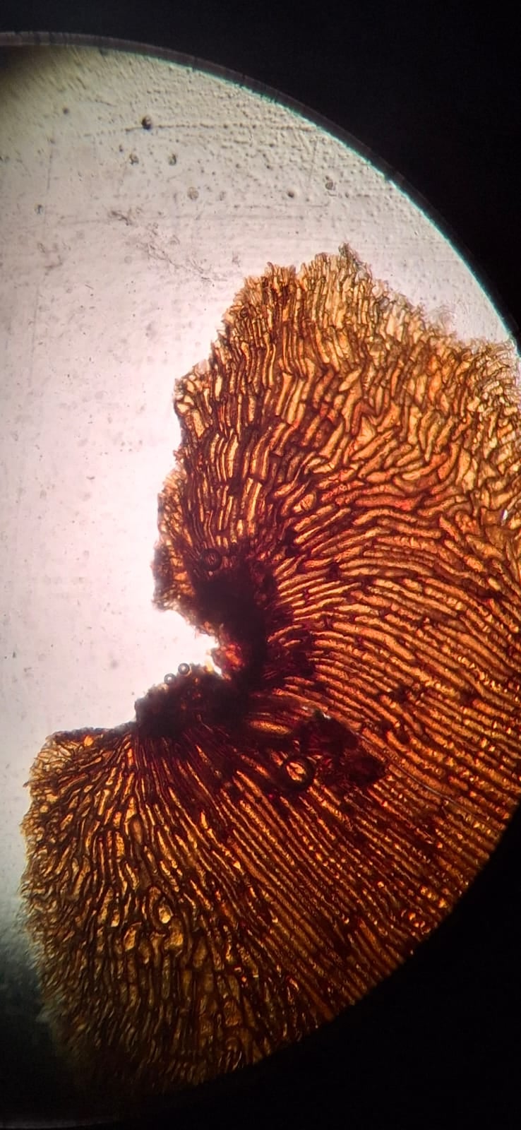 Cyathea caracasana. La Honda.