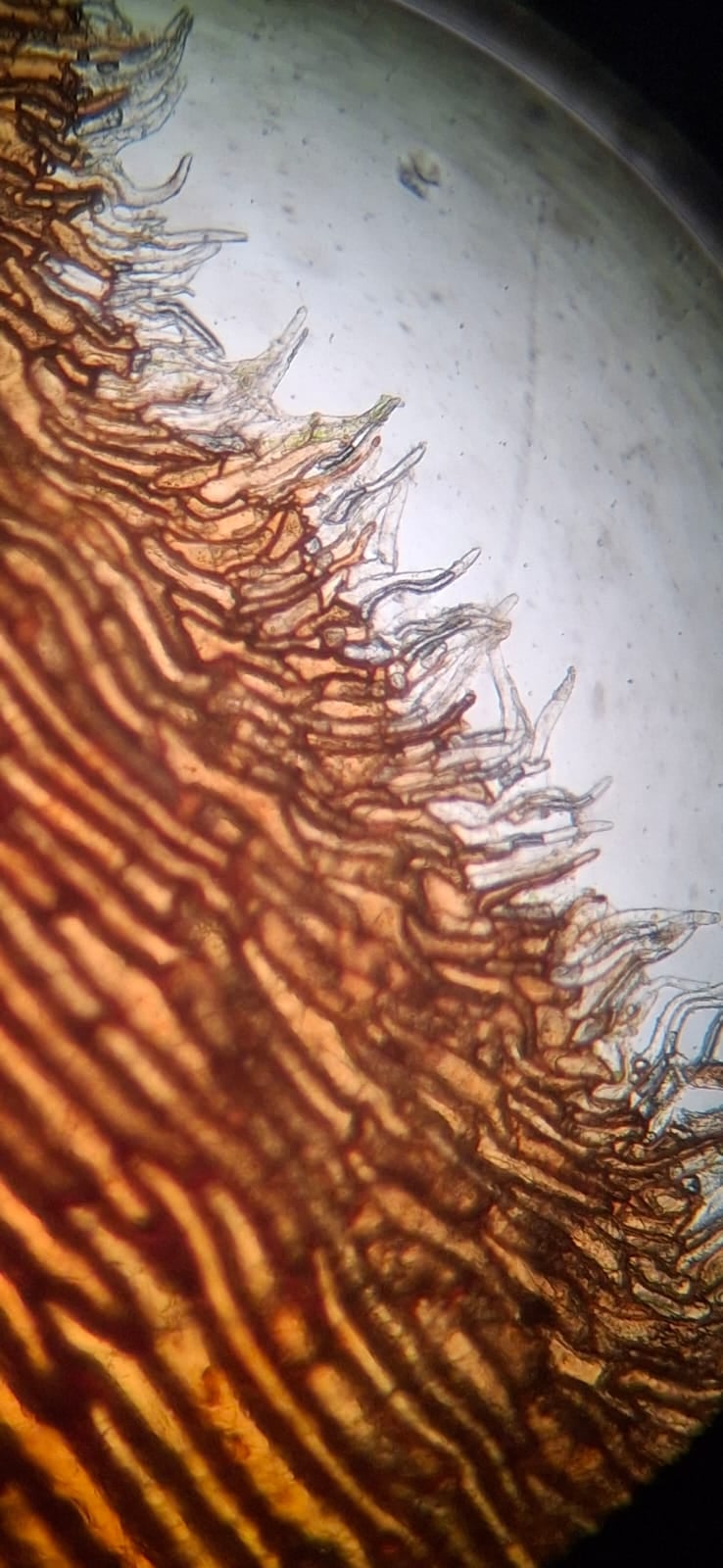 Cyathea caracasana. La Honda.