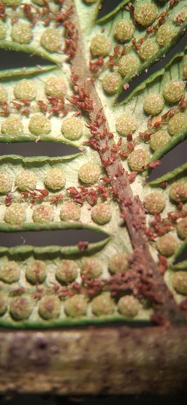 Cyathea caracasana. La Honda.